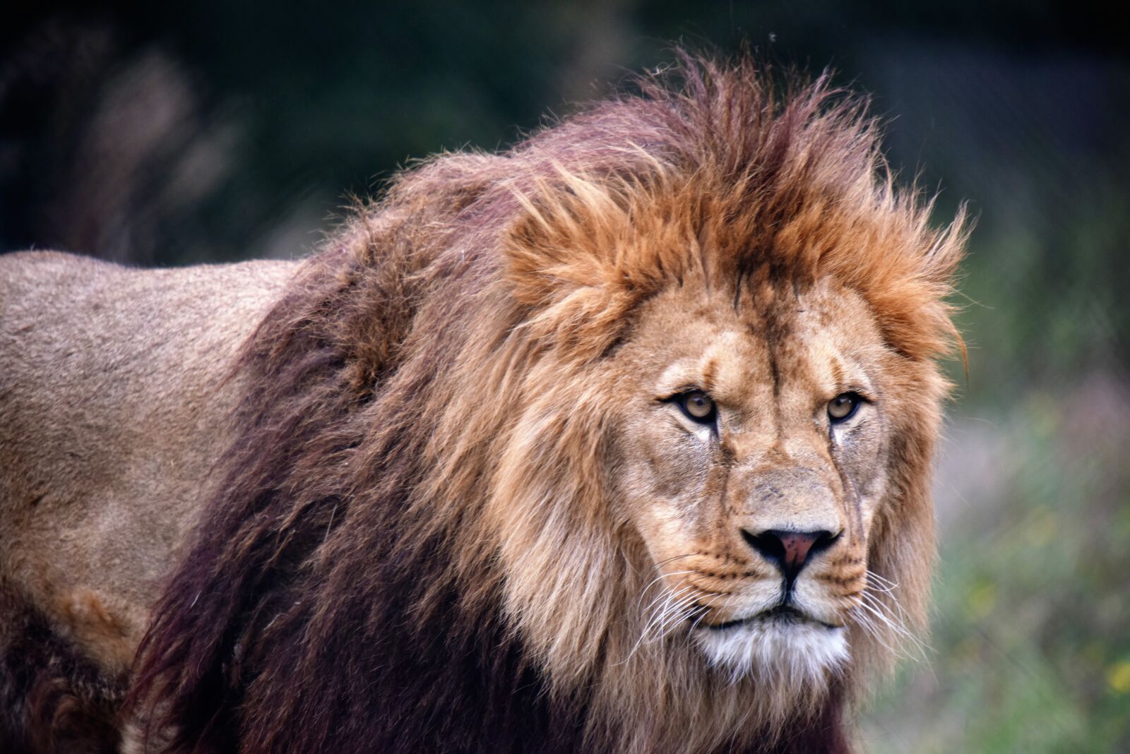 Nikon D810 sample photo. Lion, tawny, wild photography