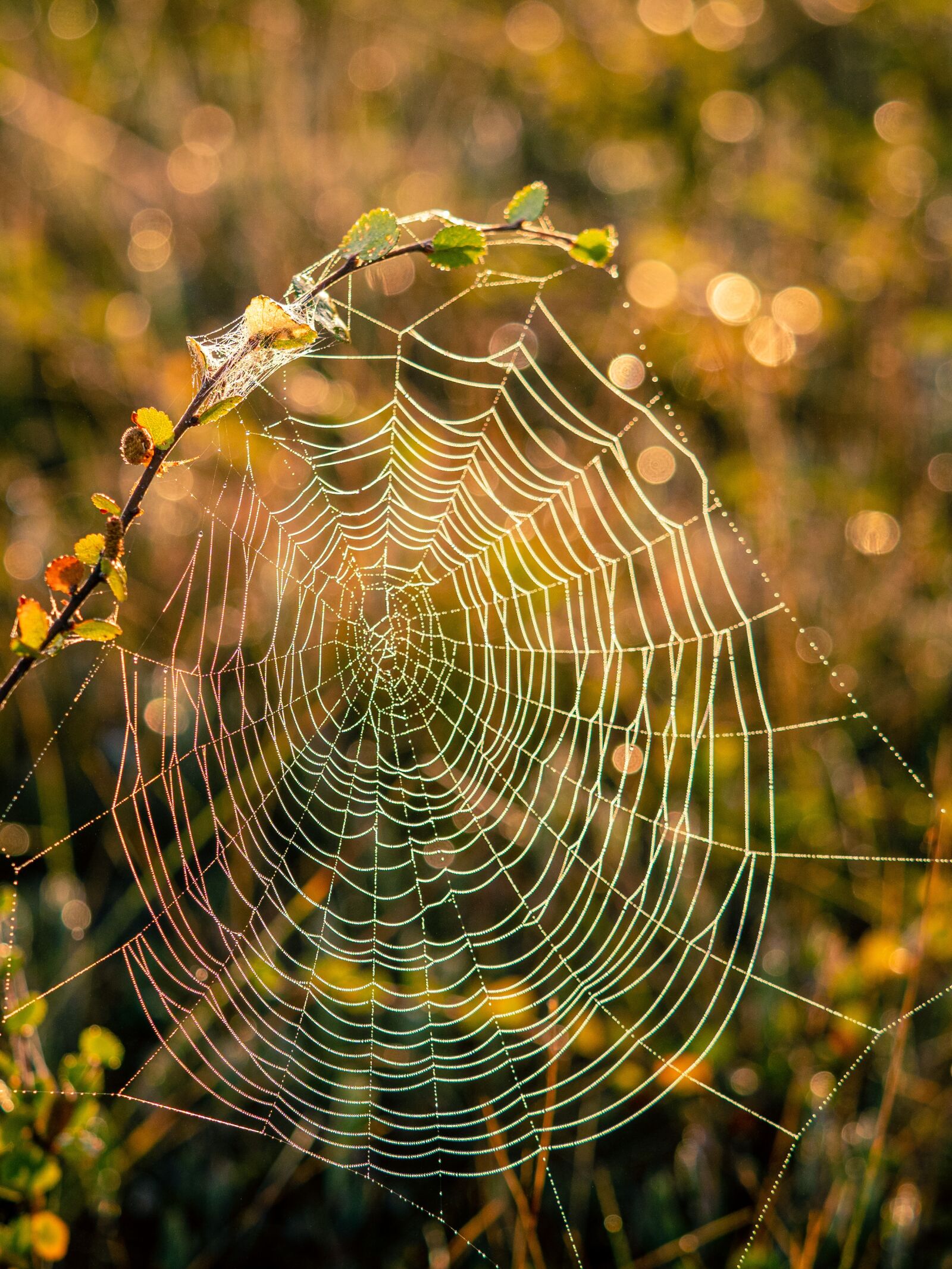 Olympus OM-D E-M1 Mark II + Olympus M.Zuiko Digital ED 40-150mm F2.8 Pro sample photo. Cobweb, swamp, morning photography
