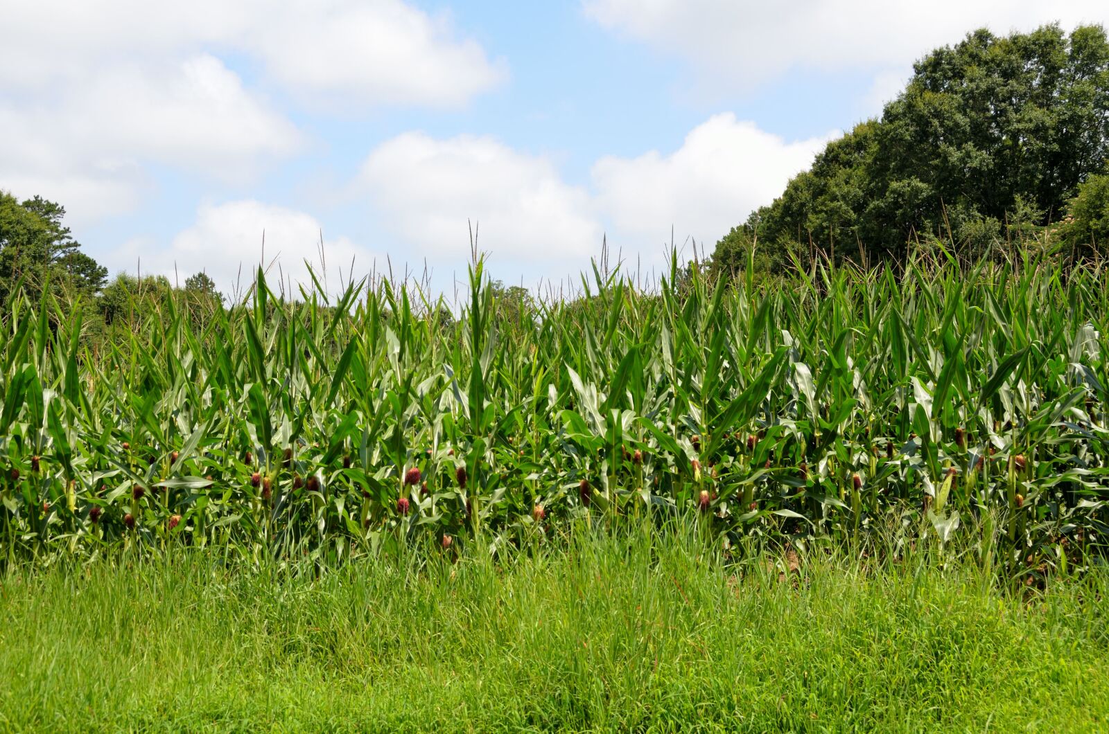 Nikon D7000 sample photo. Corn fields, corn, agriculture photography