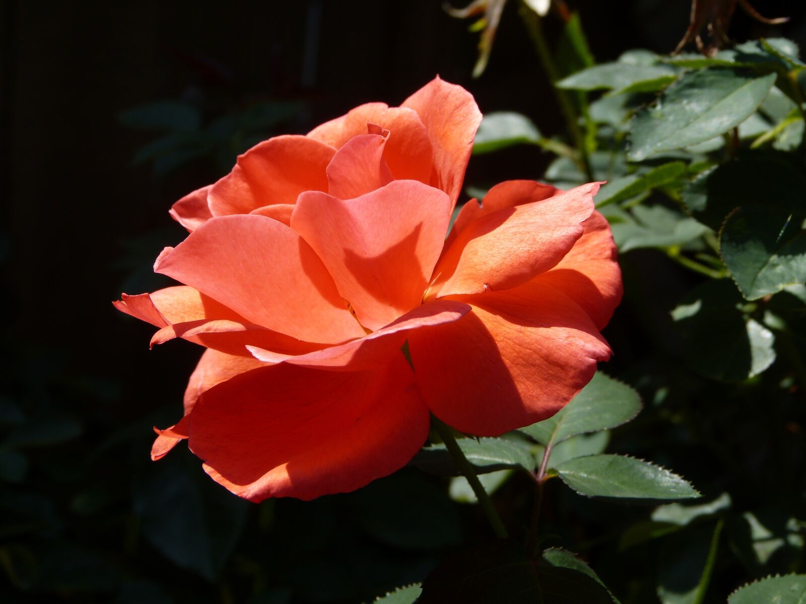 Panasonic Lumix DMC-FZ150 sample photo. Rose, flower, blossom photography