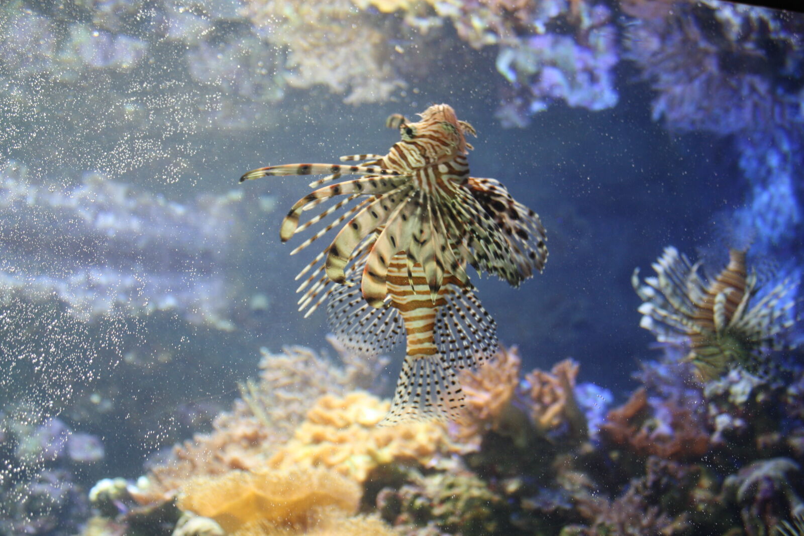 Canon EOS 1000D (EOS Digital Rebel XS / EOS Kiss F) sample photo. Aquatic, fish, zoo photography
