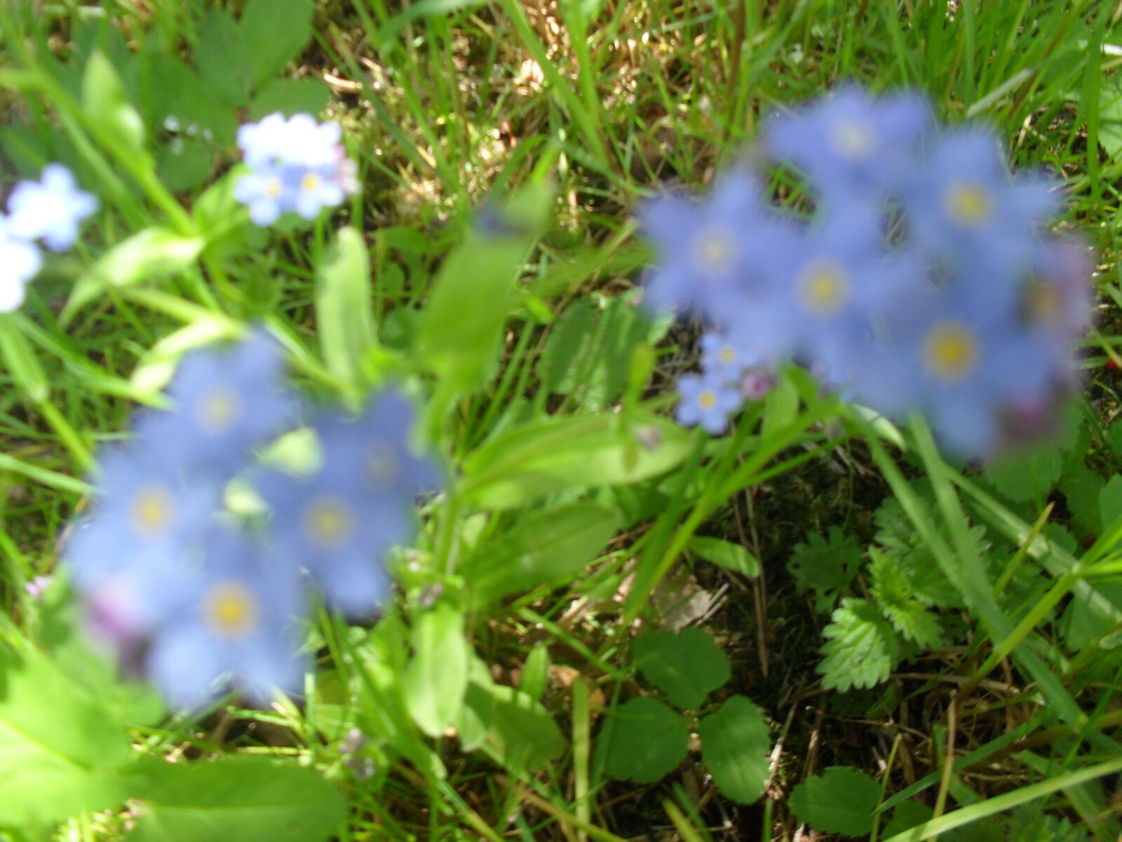 Samsung ES60 / VLUU ES60 /  SL105 /  ES63 sample photo. Blur, flower, nature photography