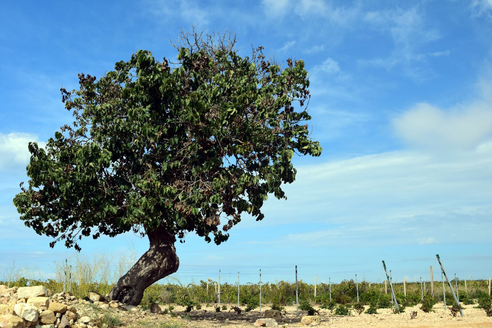 Nikon D3300 sample photo. Tree, mulberry tree, old photography