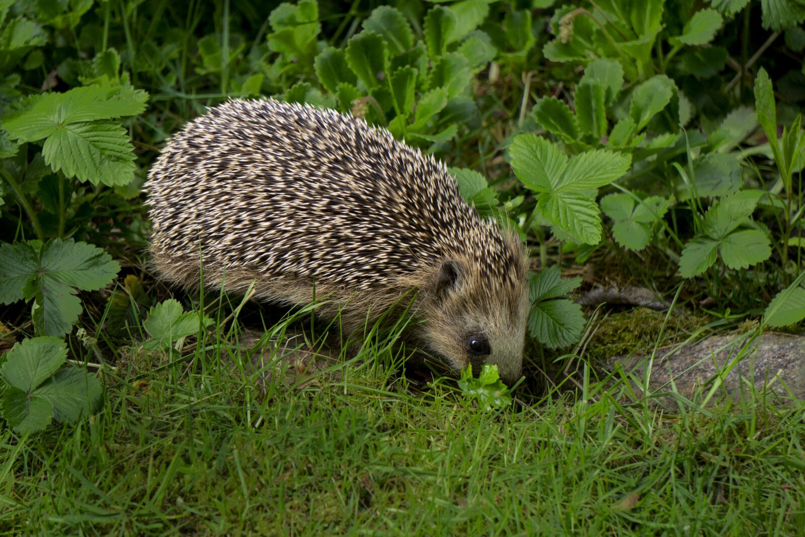 Sony E 55-210mm F4.5-6.3 OSS sample photo. Hedgehog, nightly, animals photography