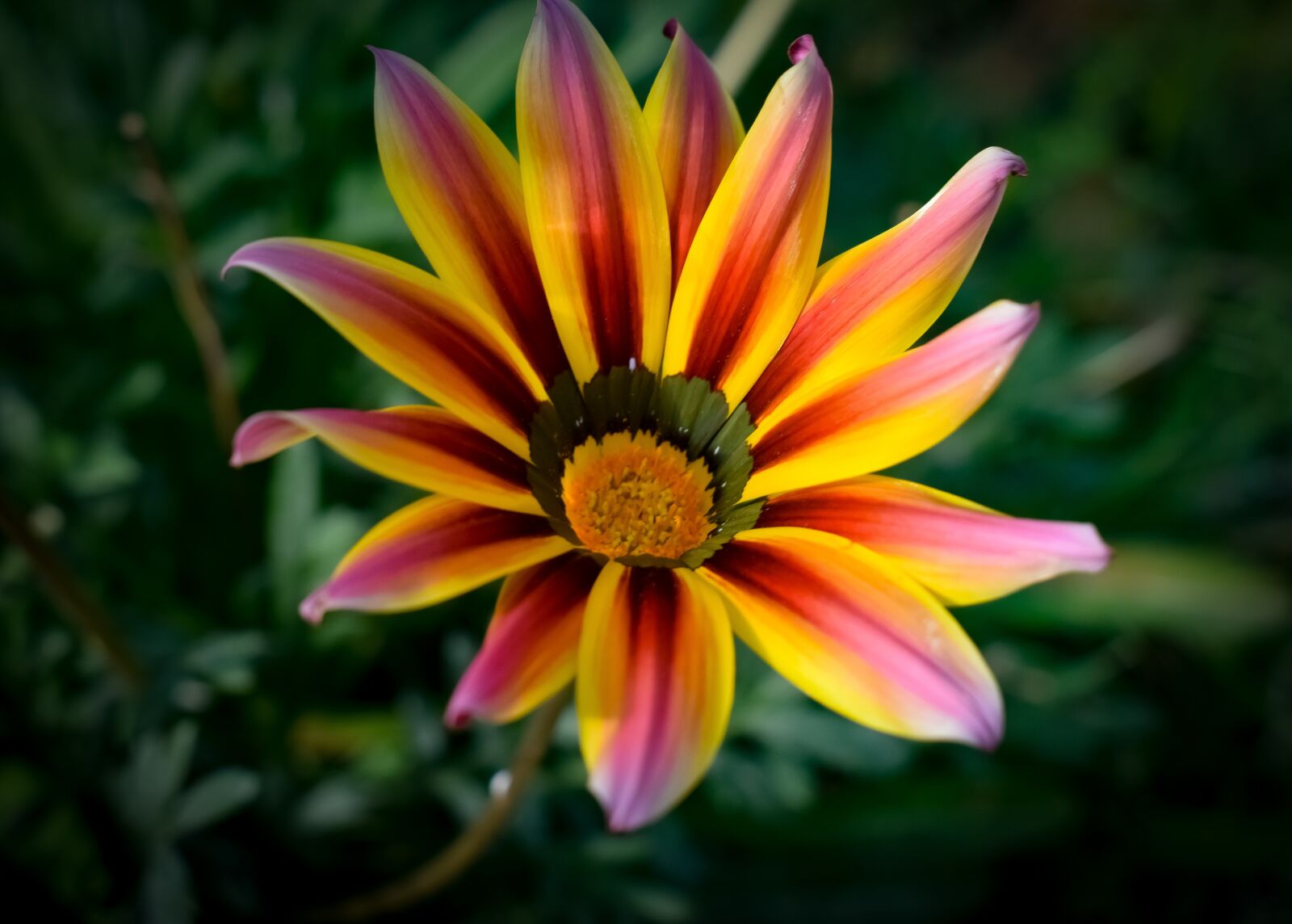 Nikon D3300 sample photo. Gazania, colorful, flower photography