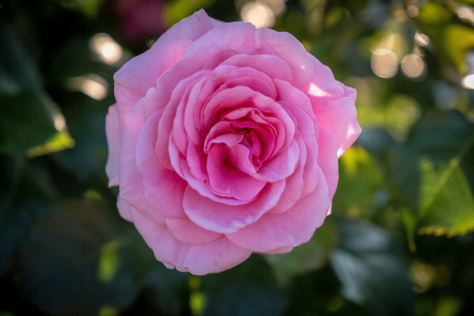Fujifilm X-T2 sample photo. Rose, bloom, pink photography