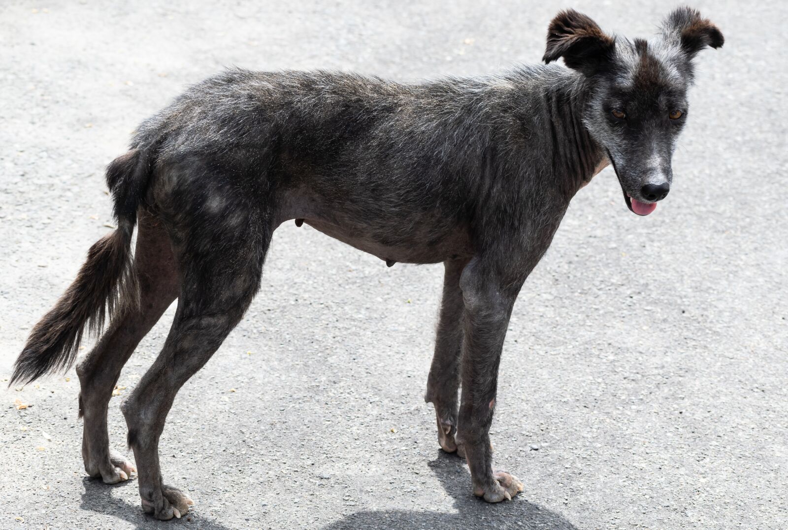Nikon D3300 sample photo. Stray dog, animal, puppy photography