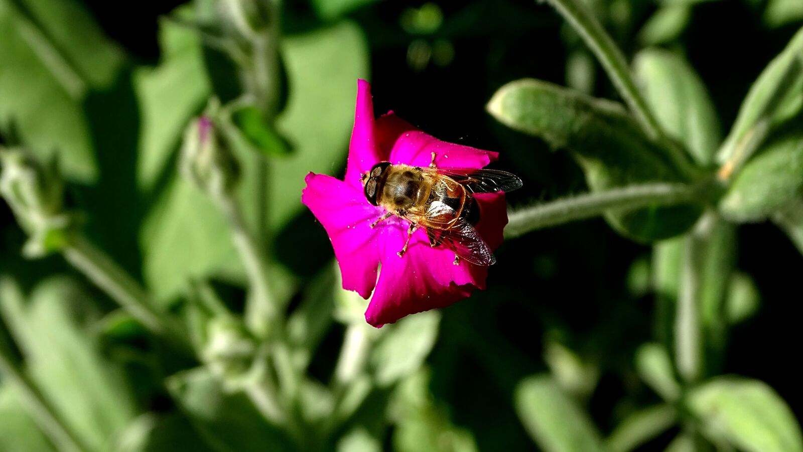 Sony DSC-HX400 sample photo. Bee, flower, pollen photography