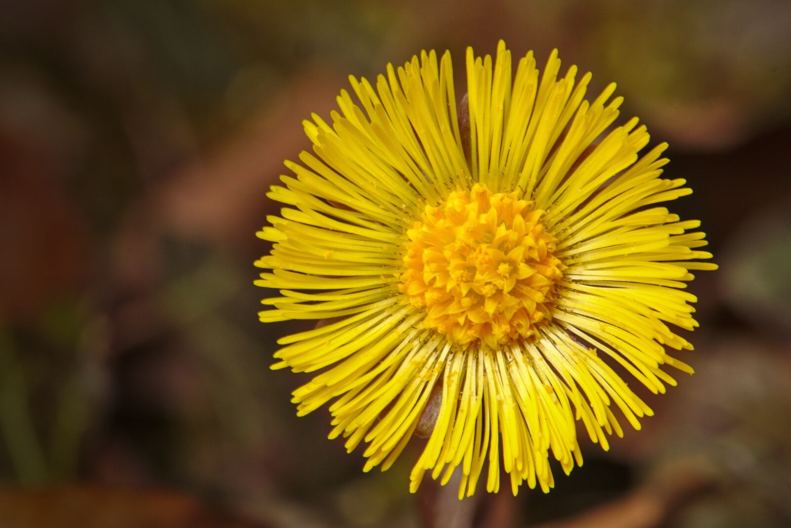 Canon EOS M5 sample photo. Coltsfoot yellow, macro, spring photography