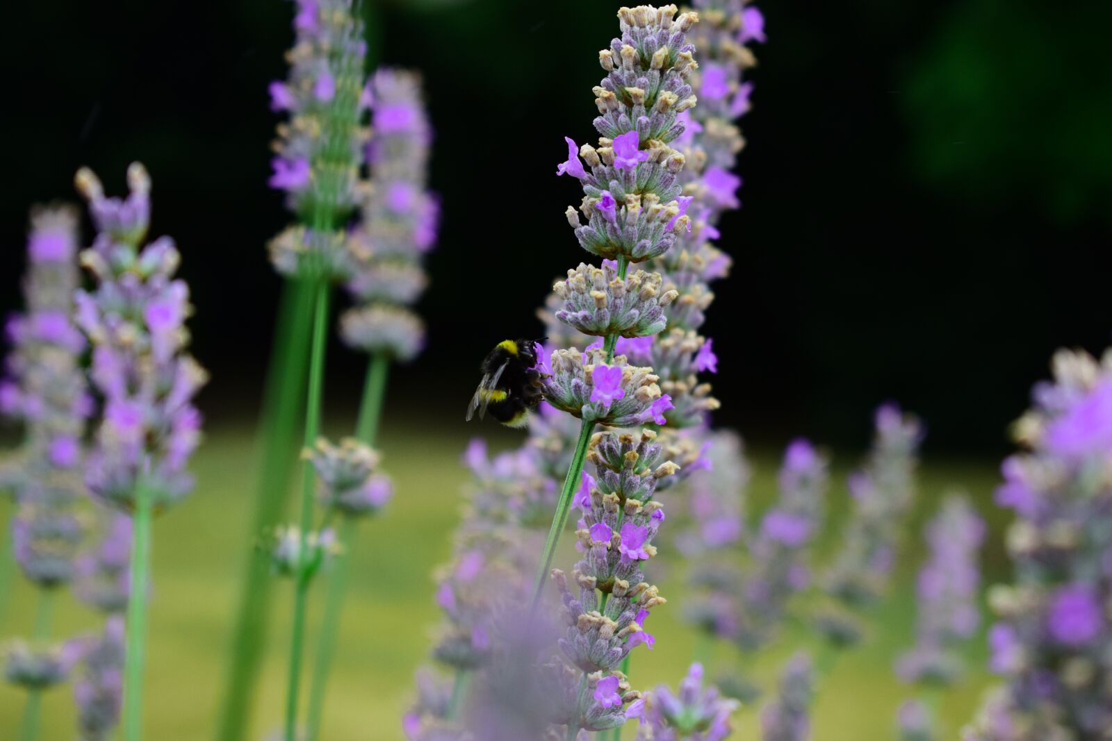 Nikon D3300 sample photo. Bee, lavender, pollination photography