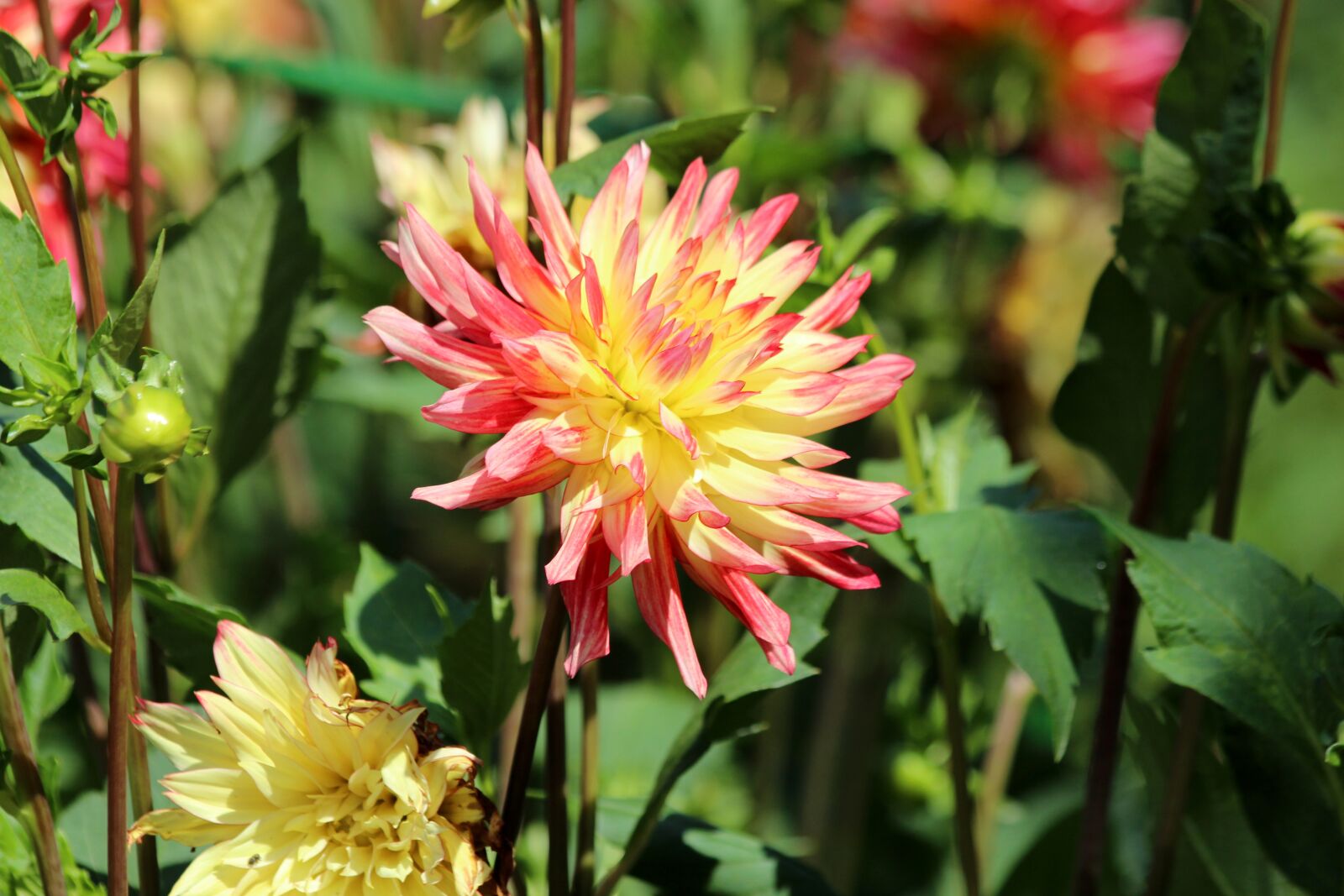 Canon EOS 650D (EOS Rebel T4i / EOS Kiss X6i) sample photo. Dahlia, flower, bloom photography