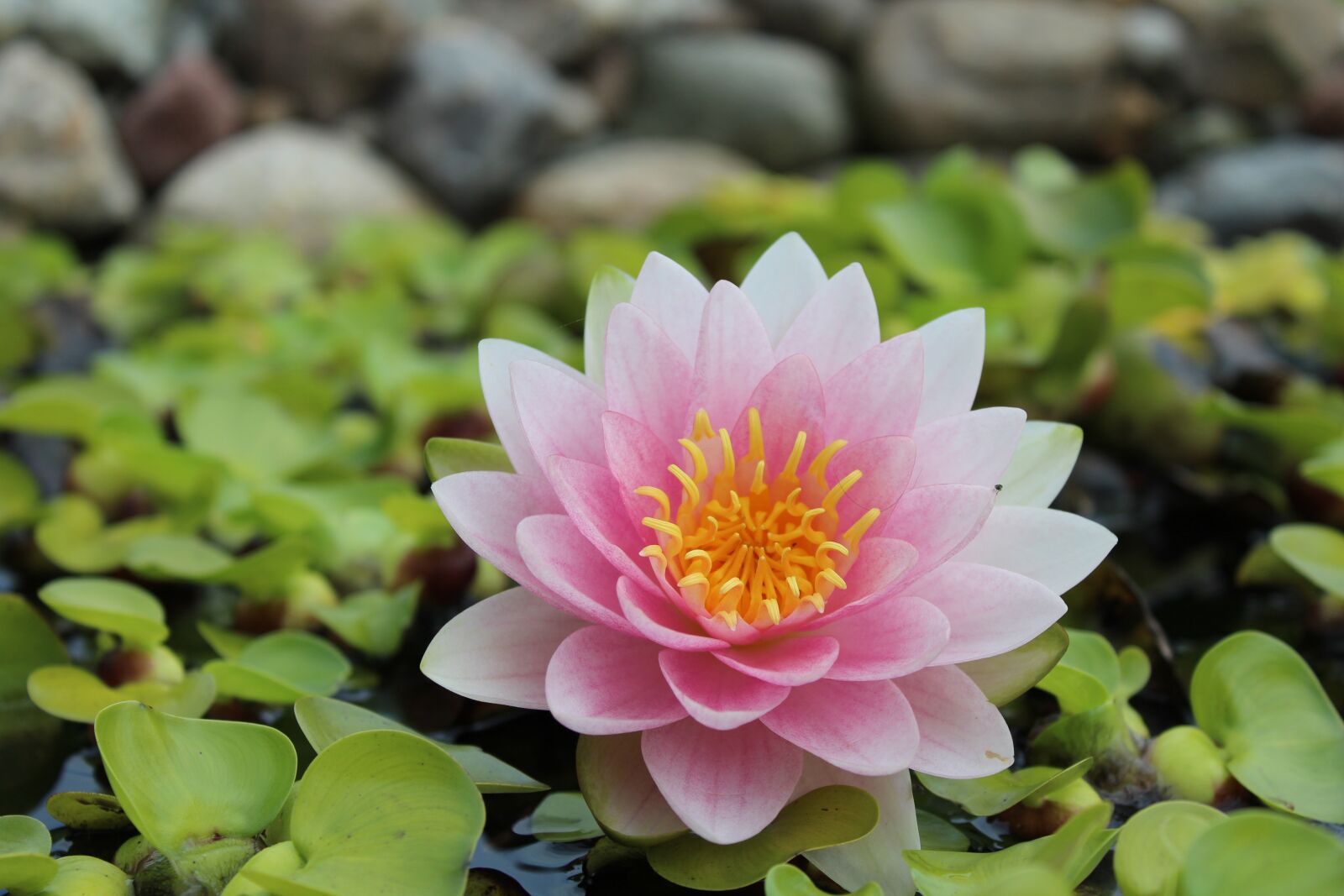 Canon EOS 1200D (EOS Rebel T5 / EOS Kiss X70 / EOS Hi) sample photo. Water lily, nuphar lutea photography