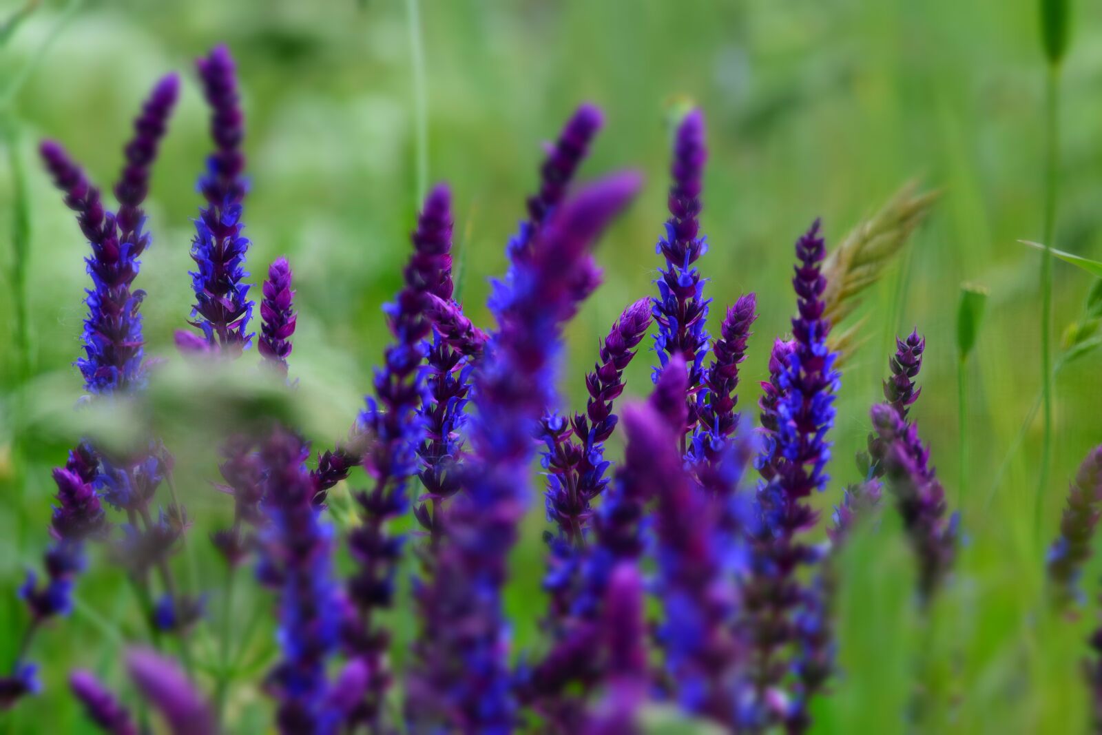 Nikon D3300 sample photo. Purple, blue, flower photography