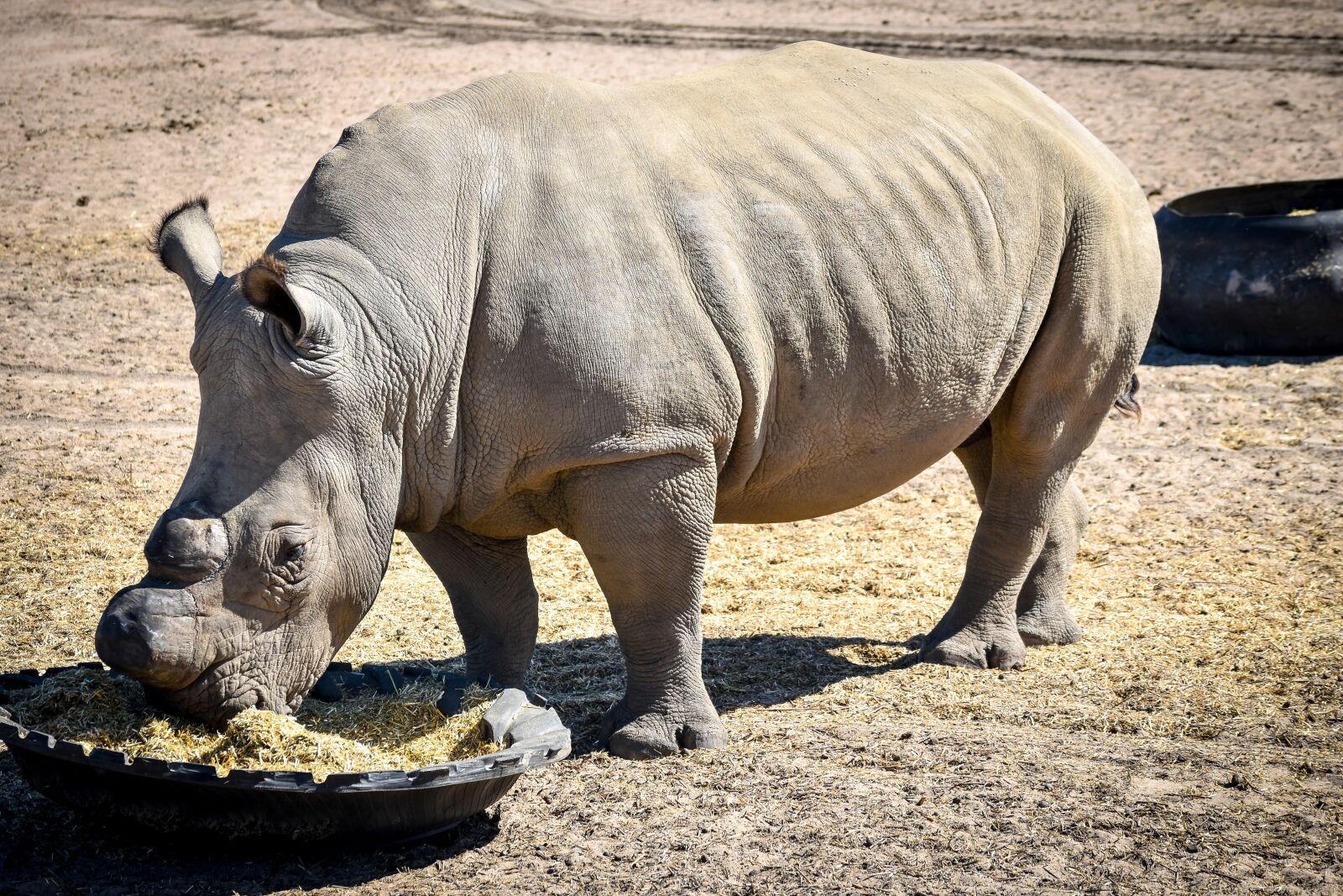 Nikon D5500 sample photo. Rhino, mammal, animal photography