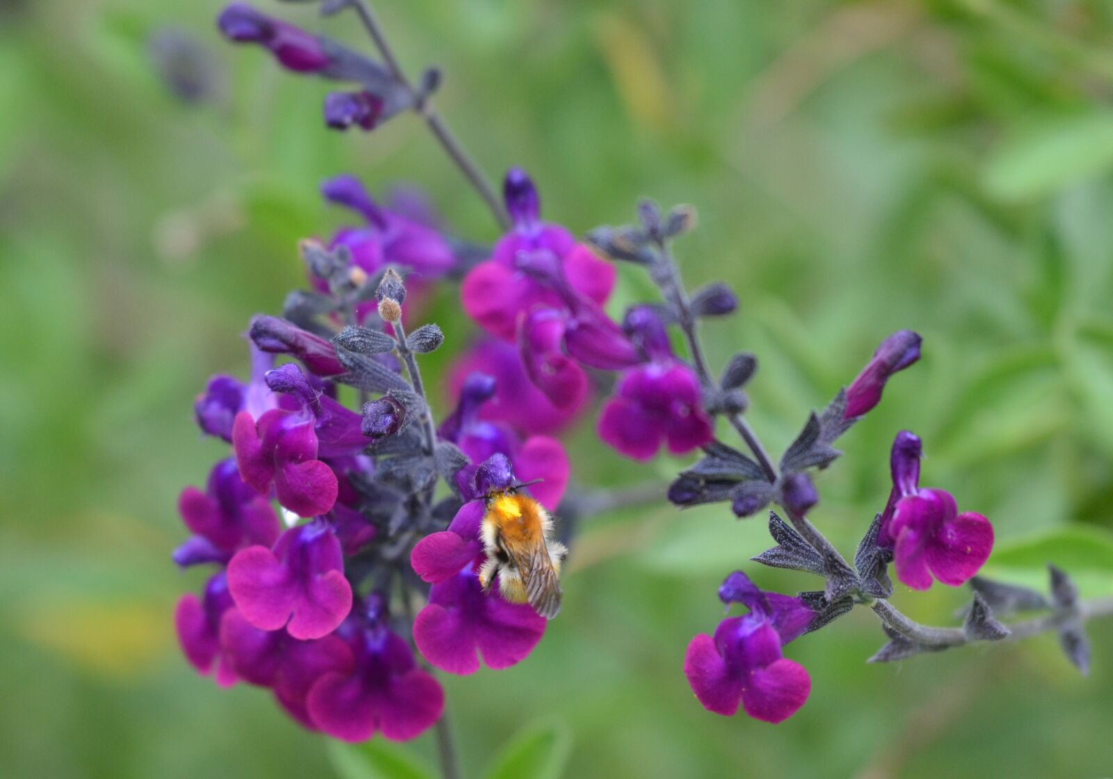 Nikon D5100 sample photo. Nature, flower, spring photography