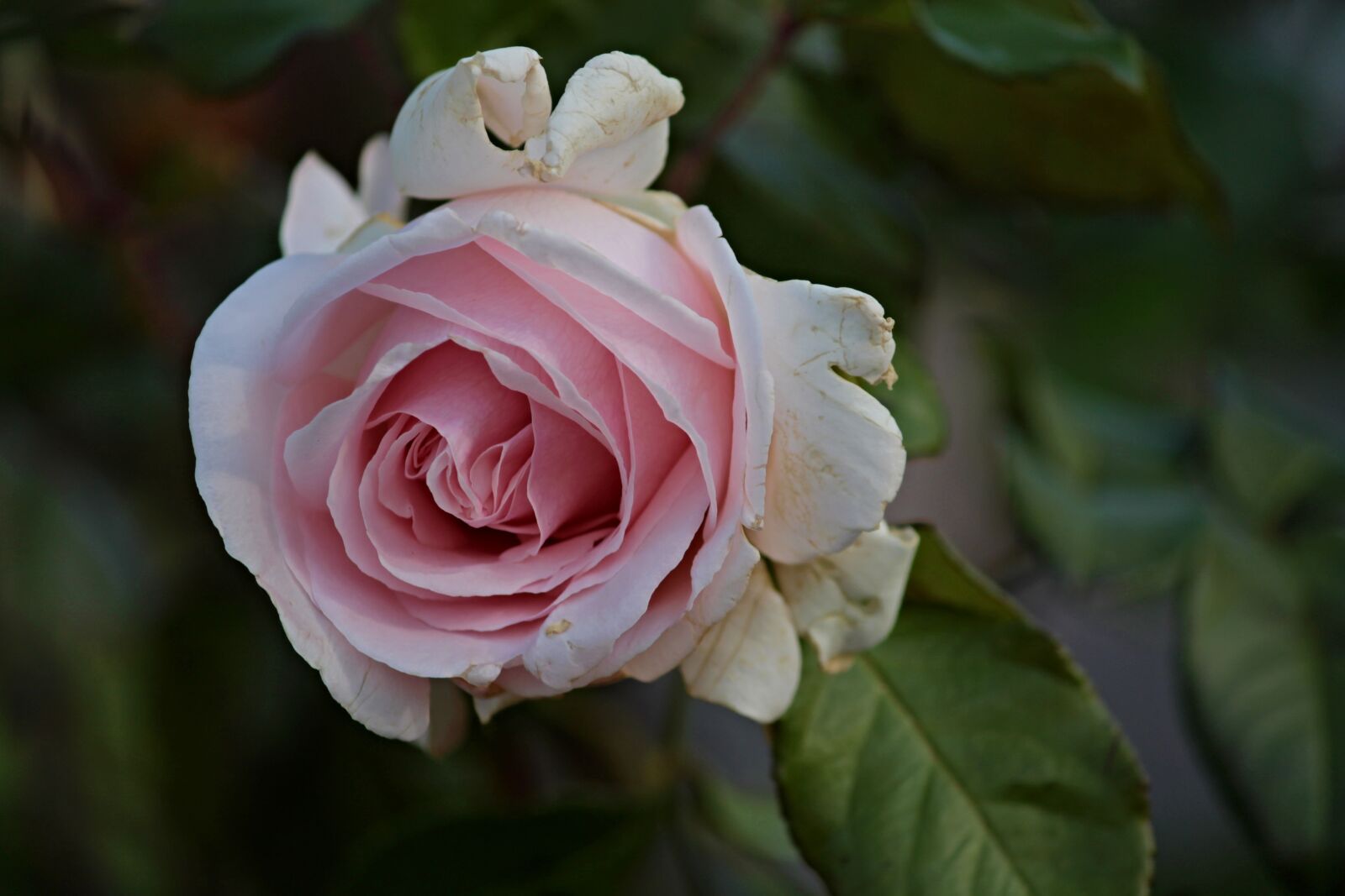 Canon EOS 1100D (EOS Rebel T3 / EOS Kiss X50) sample photo. Rose, age, pass photography