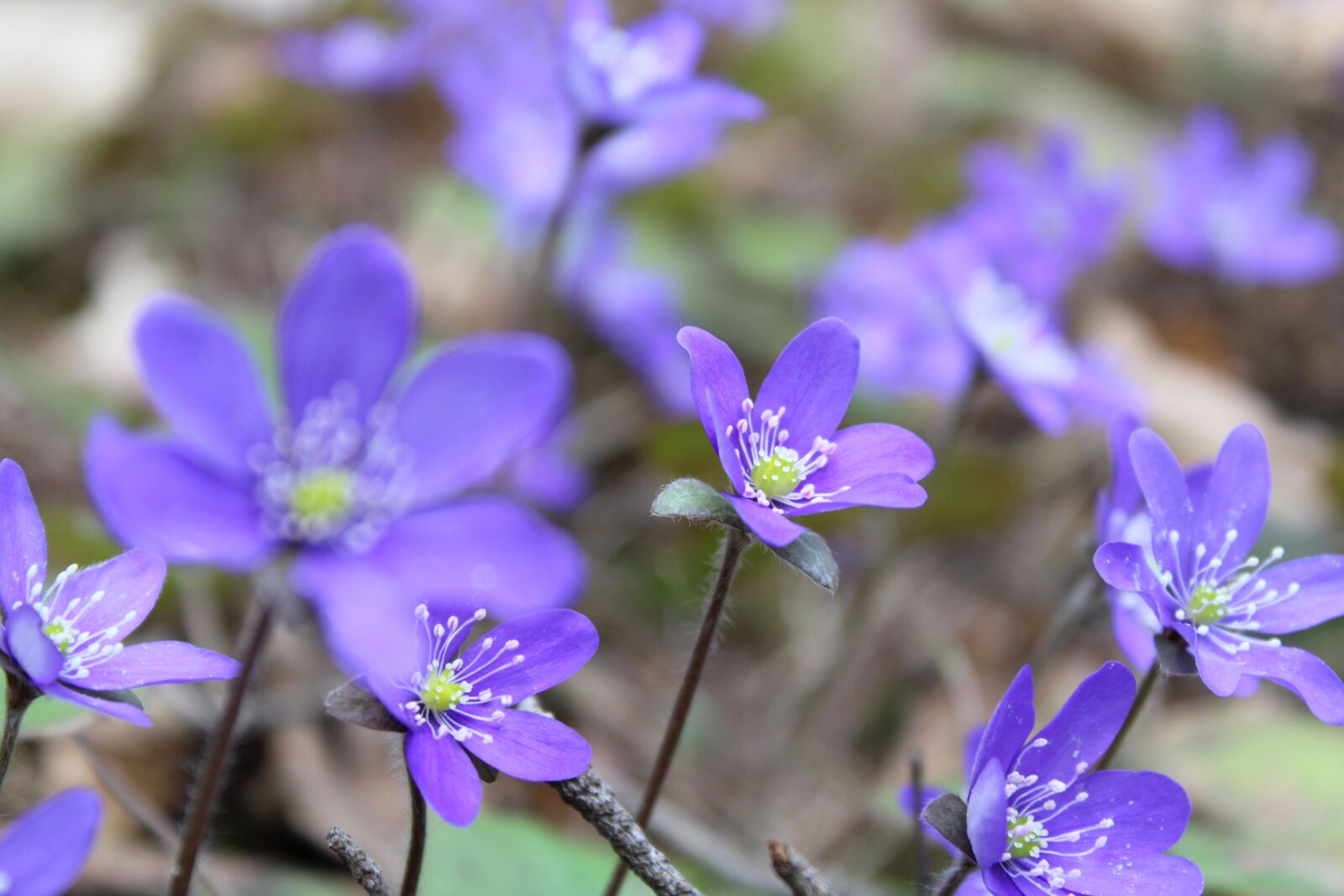 Canon EOS 2000D (EOS Rebel T7 / EOS Kiss X90 / EOS 1500D) sample photo. Hepatica, flowers, spring photography