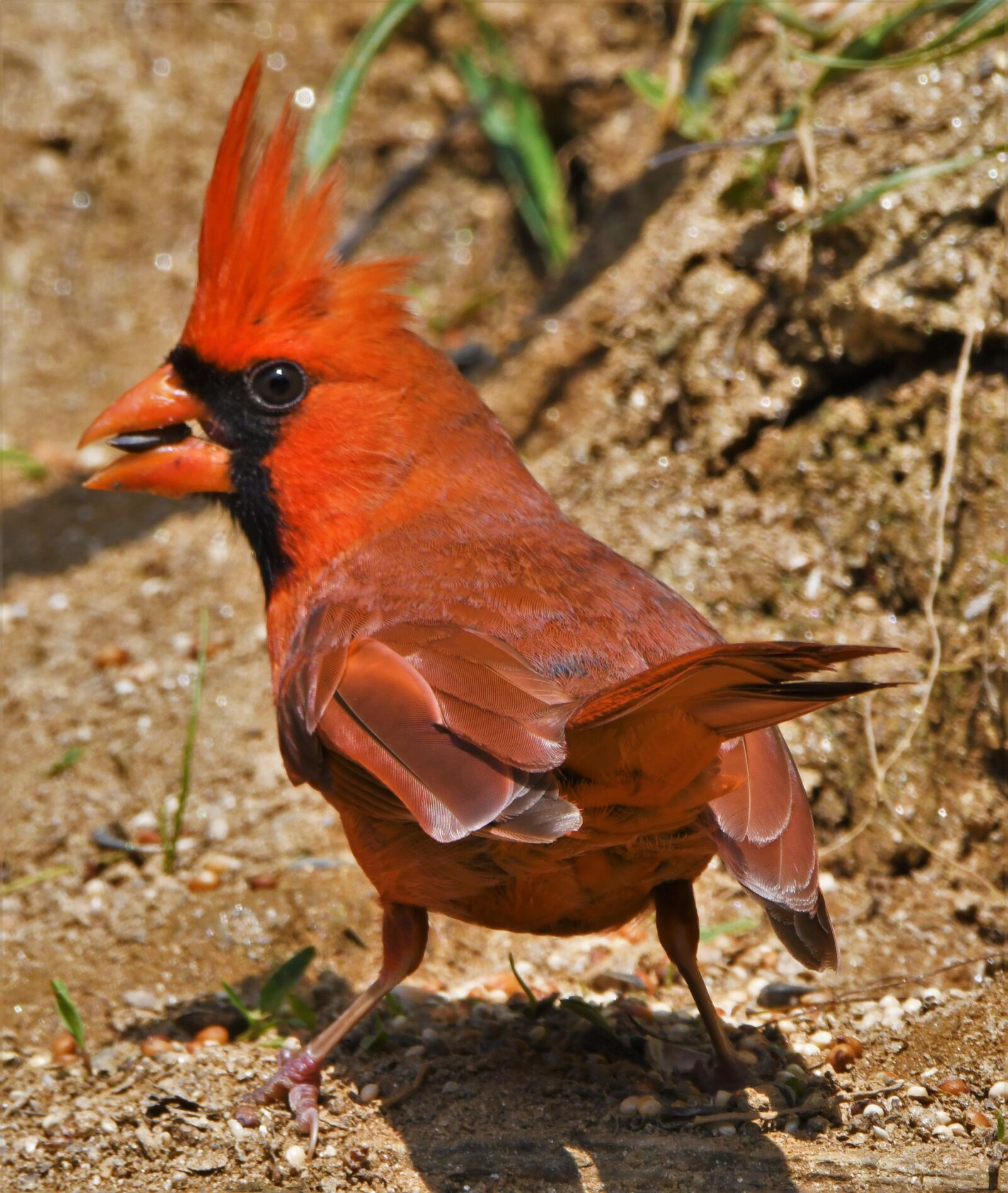Nikon D850 sample photo. Bird, redbird, cardinal photography