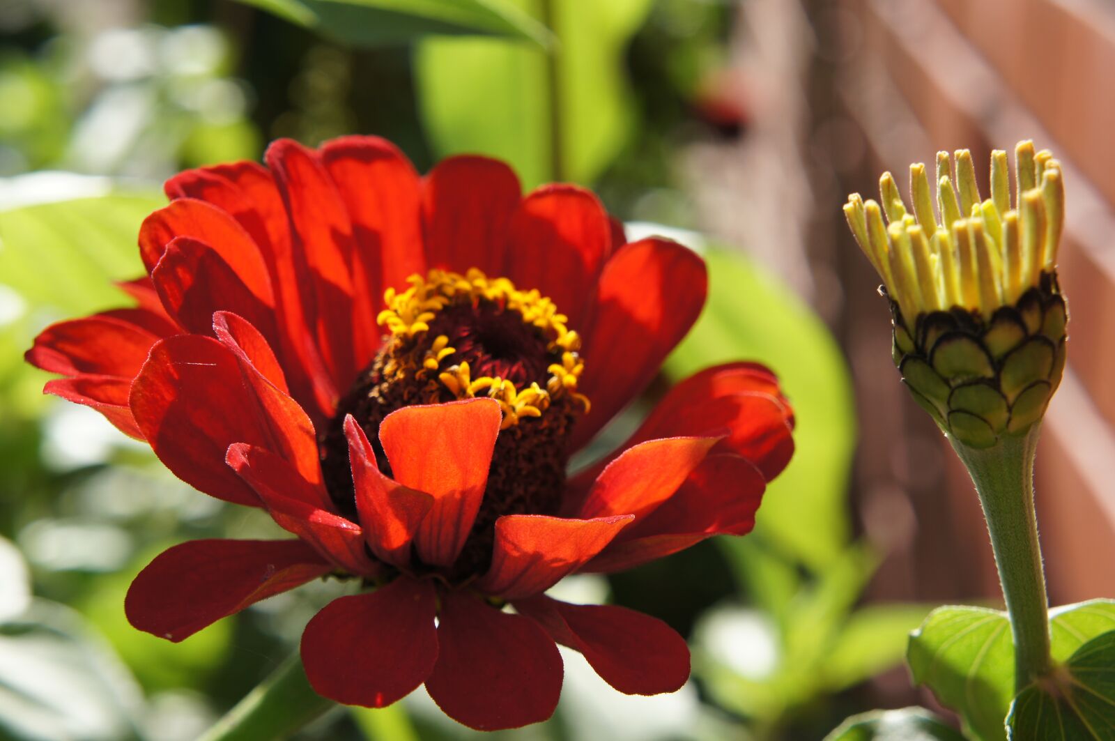 Sony Alpha NEX-C3 + Sony E 18-55mm F3.5-5.6 OSS sample photo. Zinnias, flowers, flower bed photography