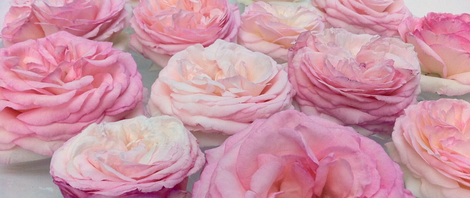 Apple iPhone 4 sample photo. Roses, pink, banner photography