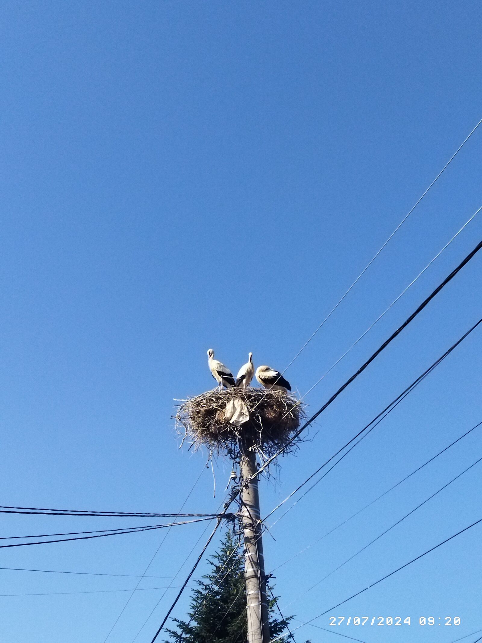 Xiaomi M2010J19SY sample photo