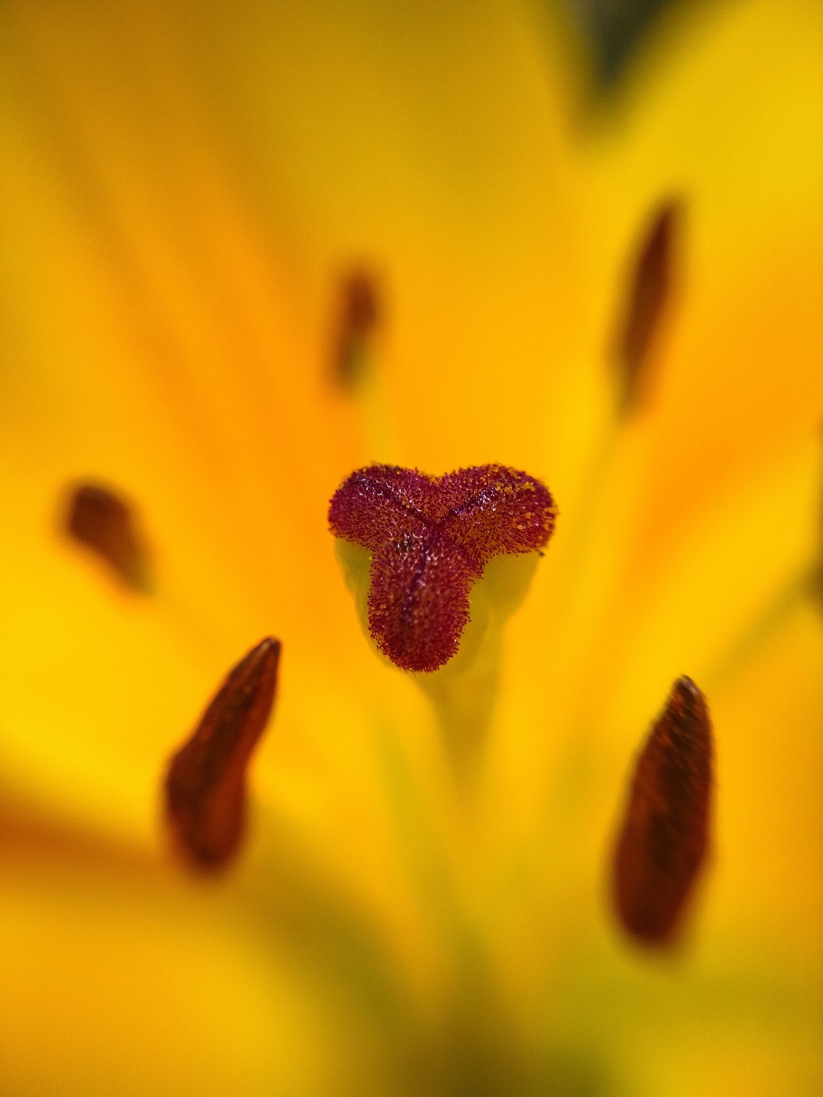 Xiaomi Redmi 4X sample photo. Lily, yellow, flower photography