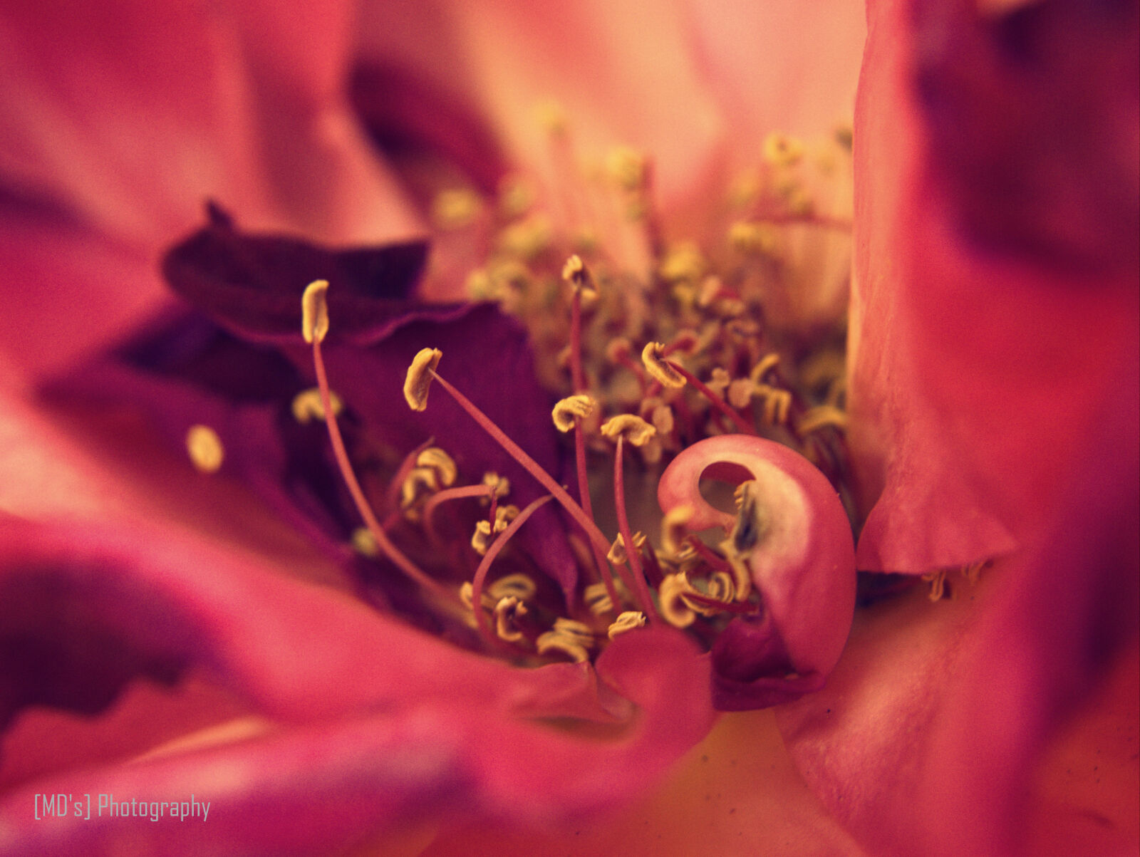 Nikon D5100 sample photo