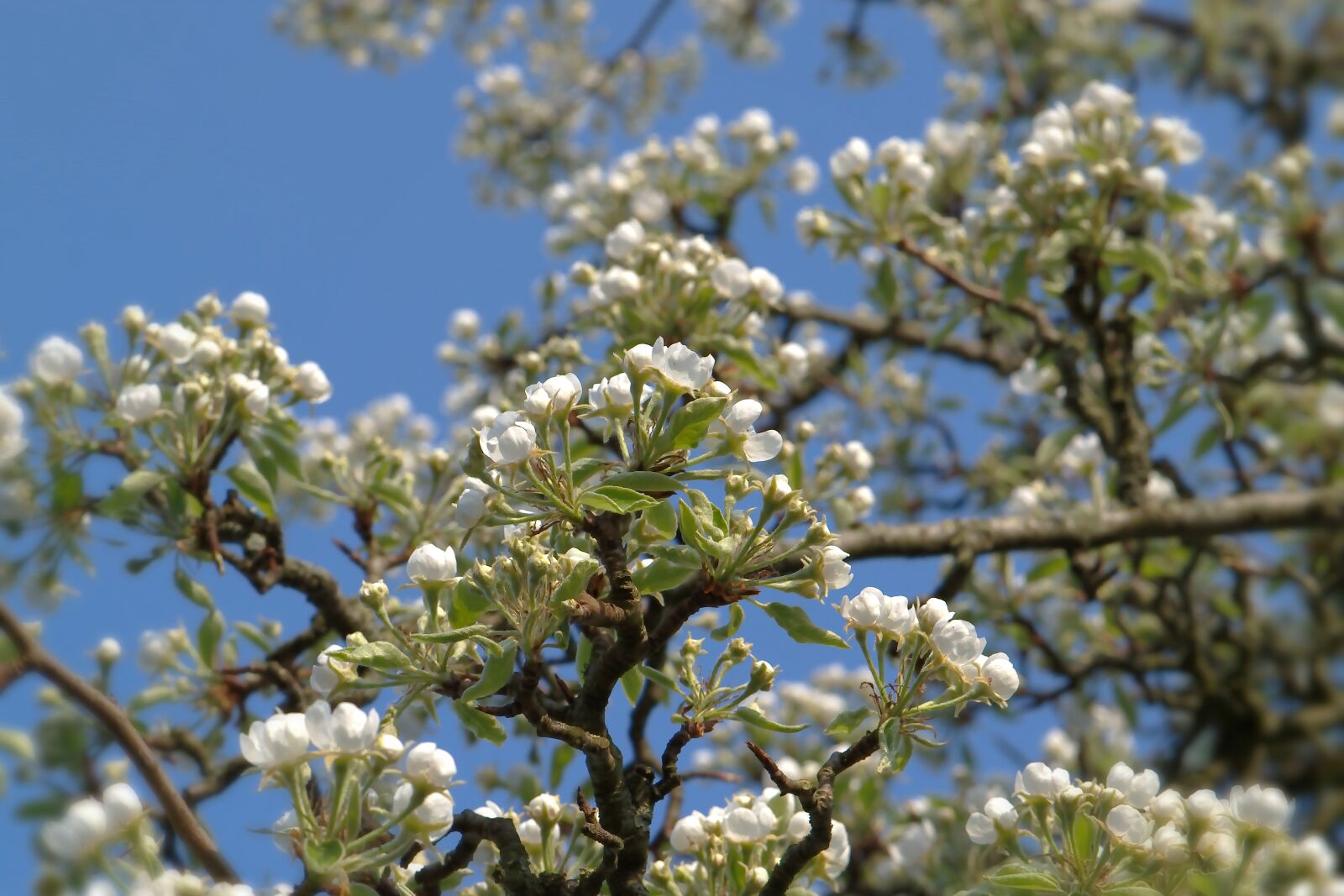Nikon D5600 sample photo. Blossom, bloom, white photography