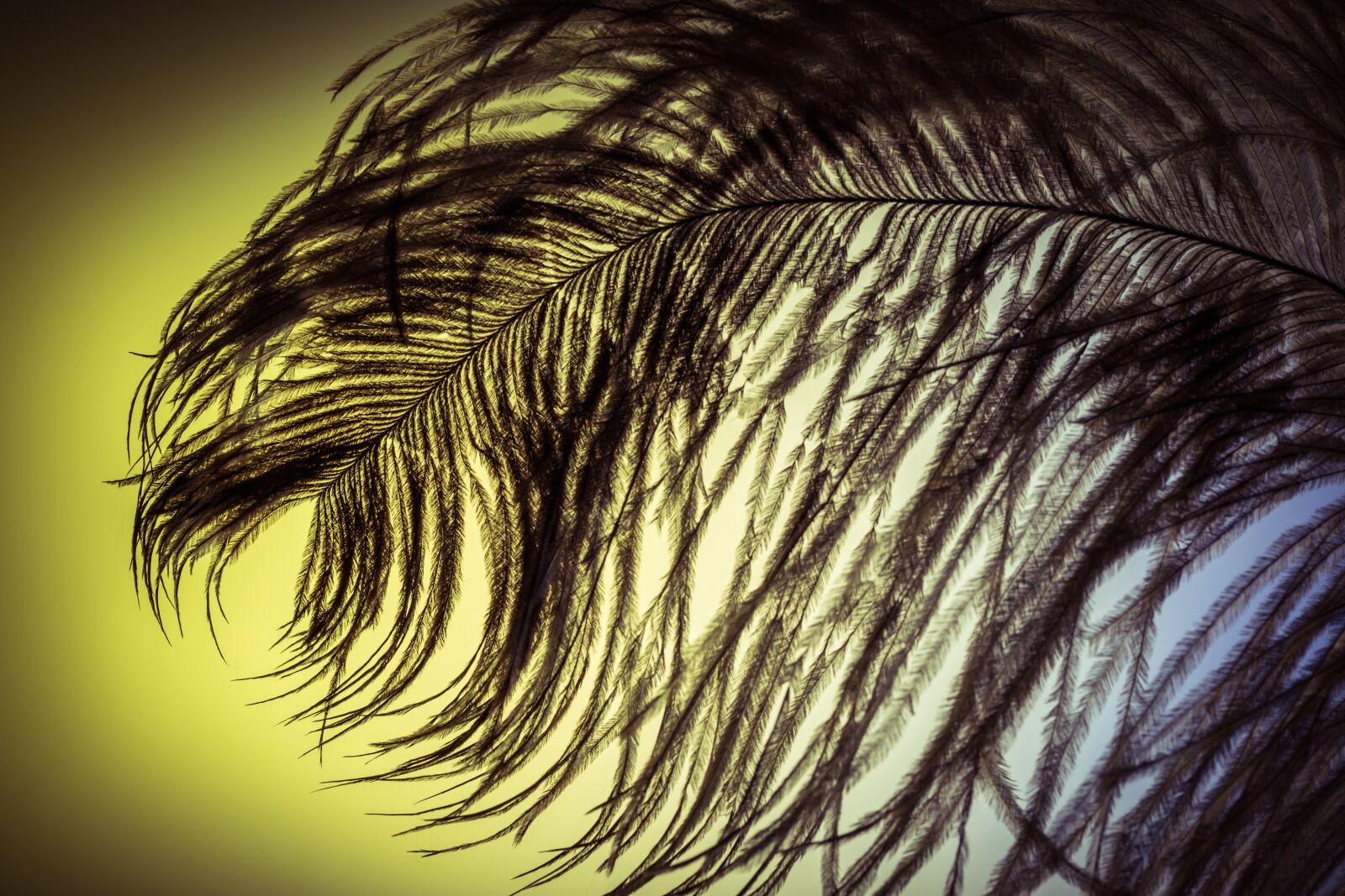 Canon EOS 70D + Canon EF 50mm F2.5 Macro sample photo. Ostrich feather, feather, ease photography