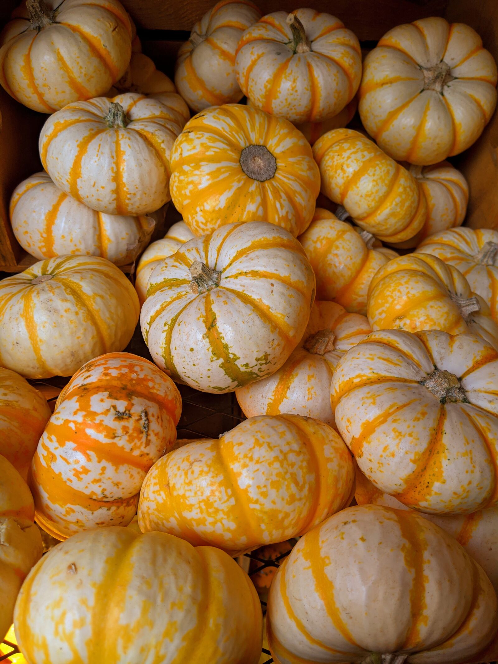 Google Pixel 3 XL sample photo. Pumpkins, striped pumpkins, gourds photography
