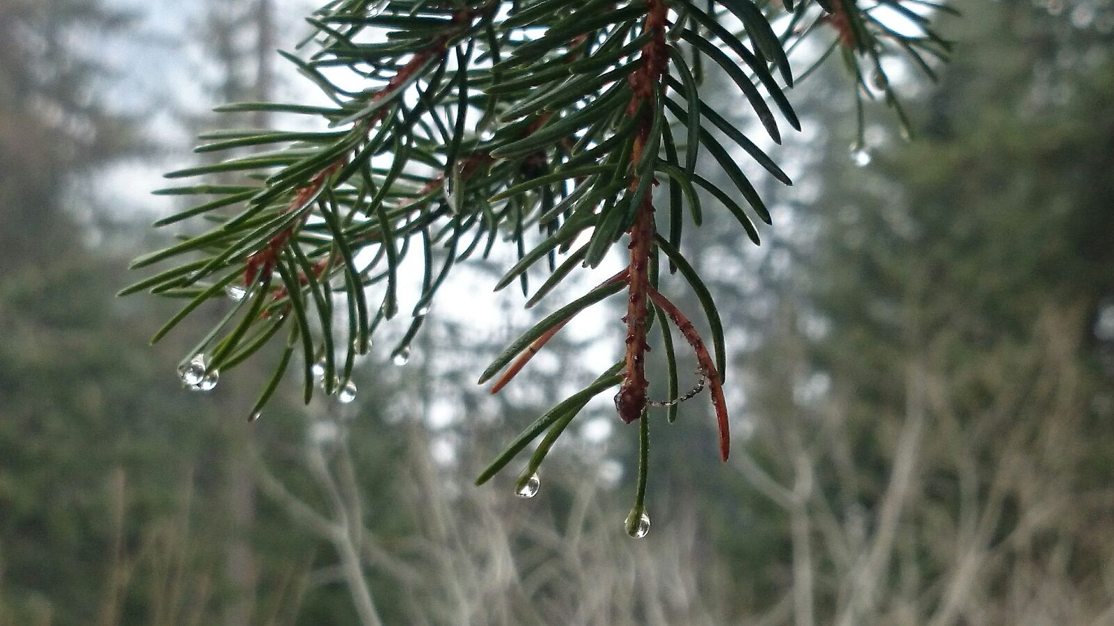 Sony Xperia Z1 Compact sample photo. Forest, moisture, drops photography