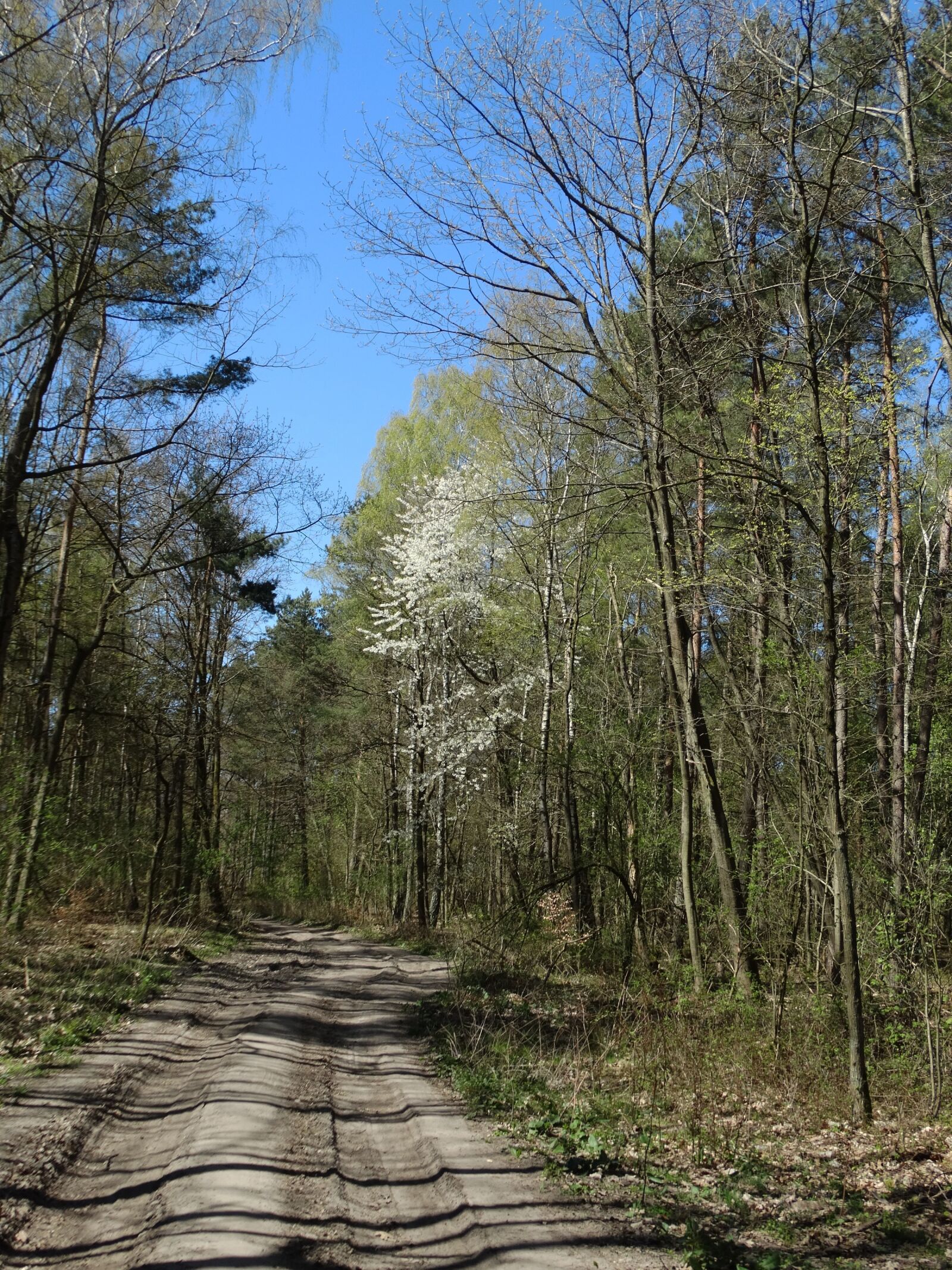 Sony Cyber-shot DSC-HX300 sample photo. Szczecin, forest, spacer photography