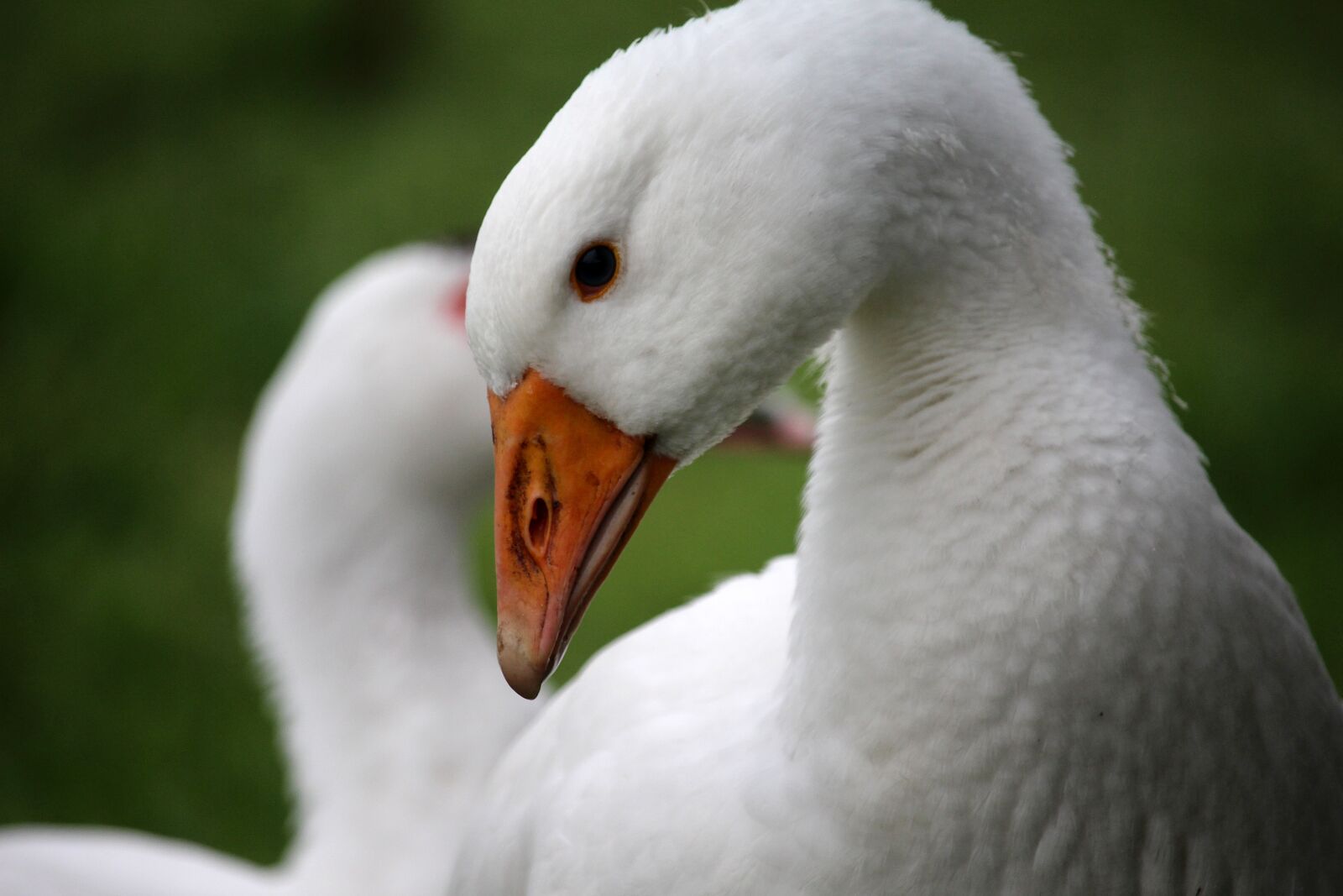 Canon EF-S 55-250mm F4-5.6 IS STM sample photo. Goose, white, head photography