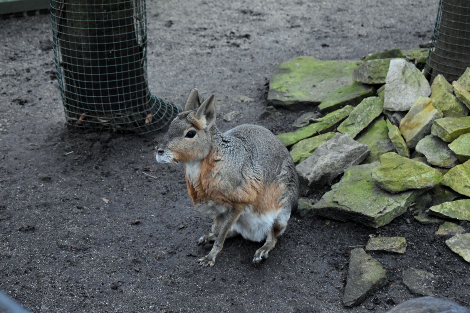Nikon D3500 sample photo. Mara steppe, mammal, animal photography