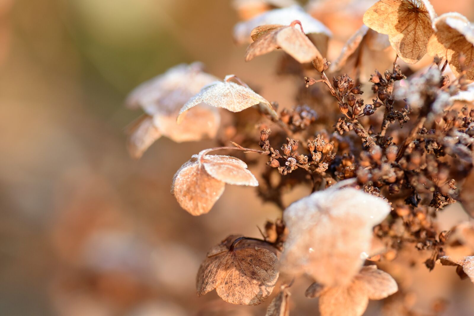 Nikon D5500 sample photo. Nature, plant, dried photography
