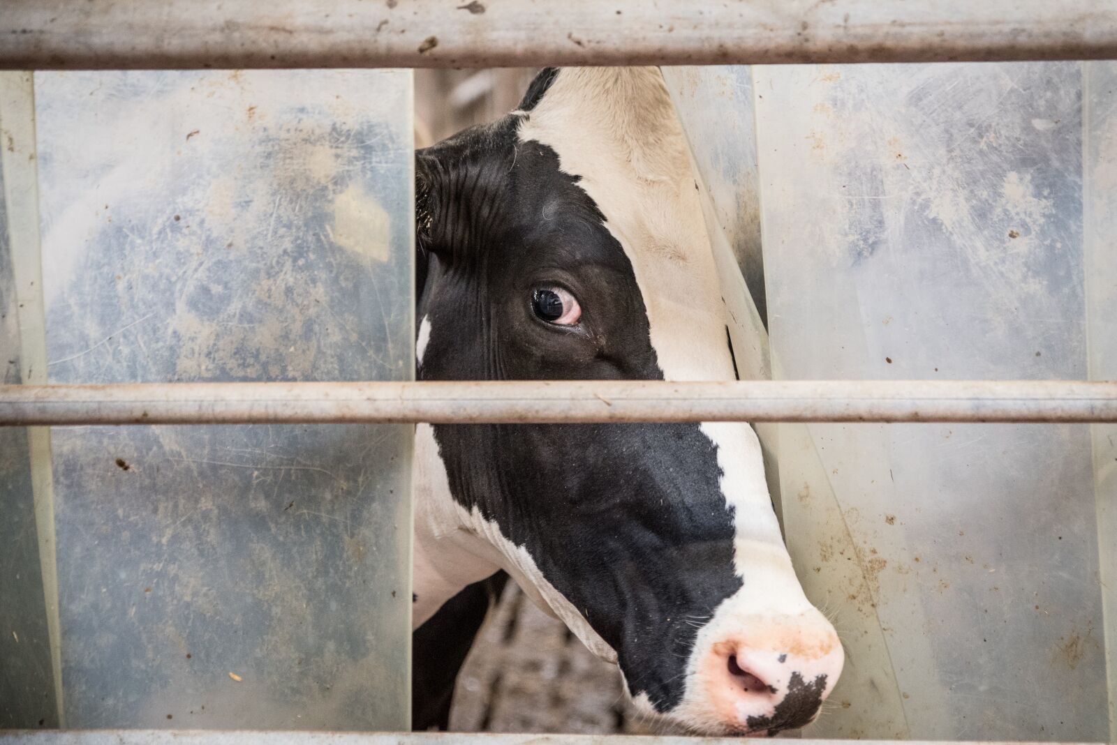 Nikon D750 sample photo. Beef, milk cow, stall photography