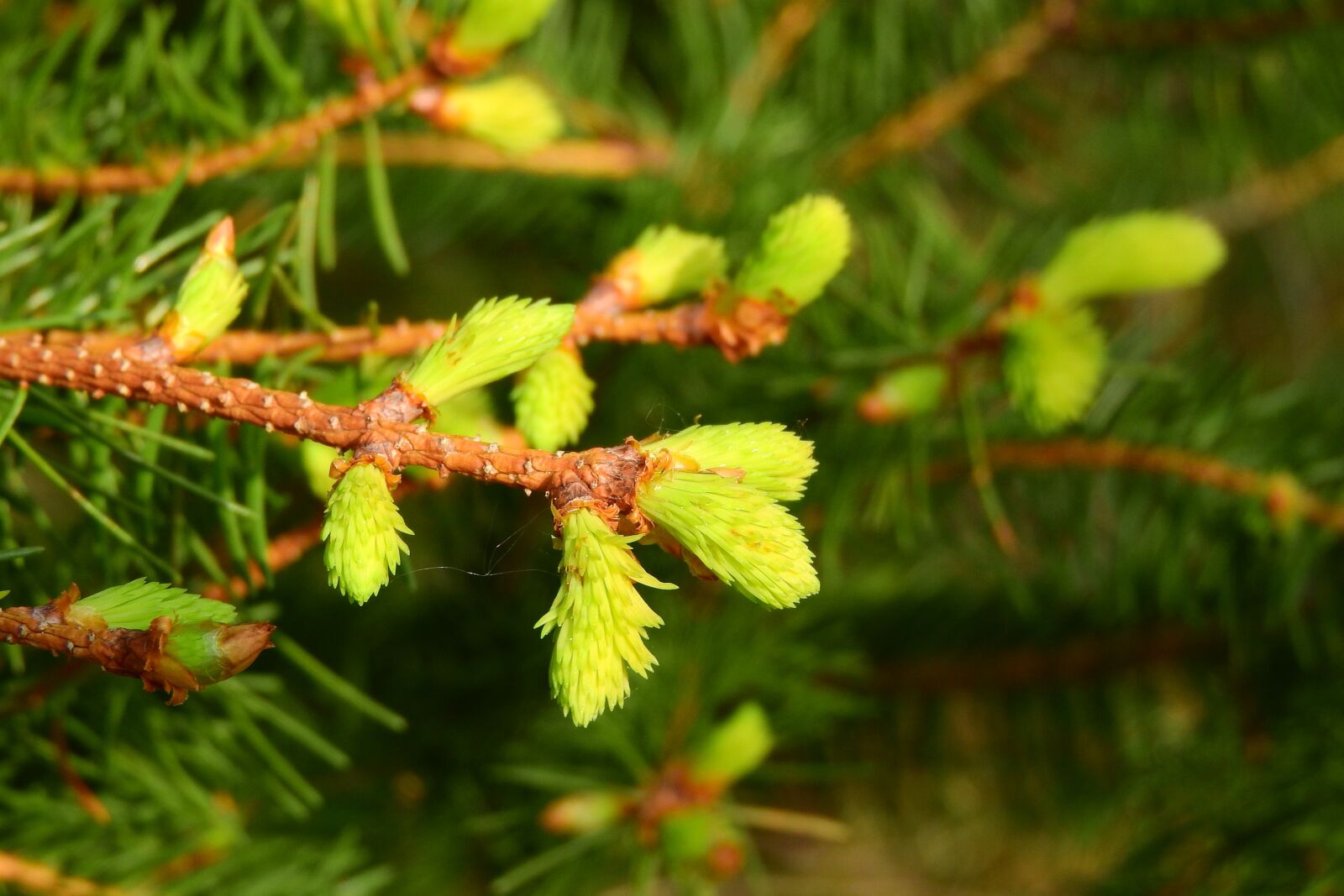 Nikon Coolpix P610 sample photo. Spruce, branch of spruce photography