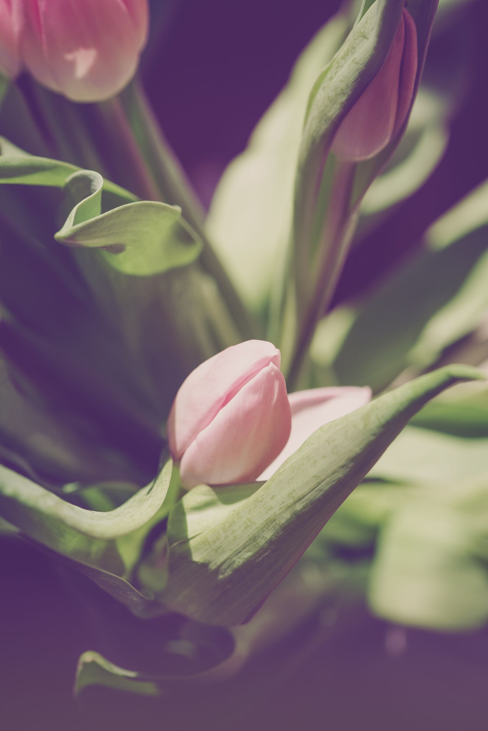 Nikon D750 sample photo. Tulip, blossom, bloom photography
