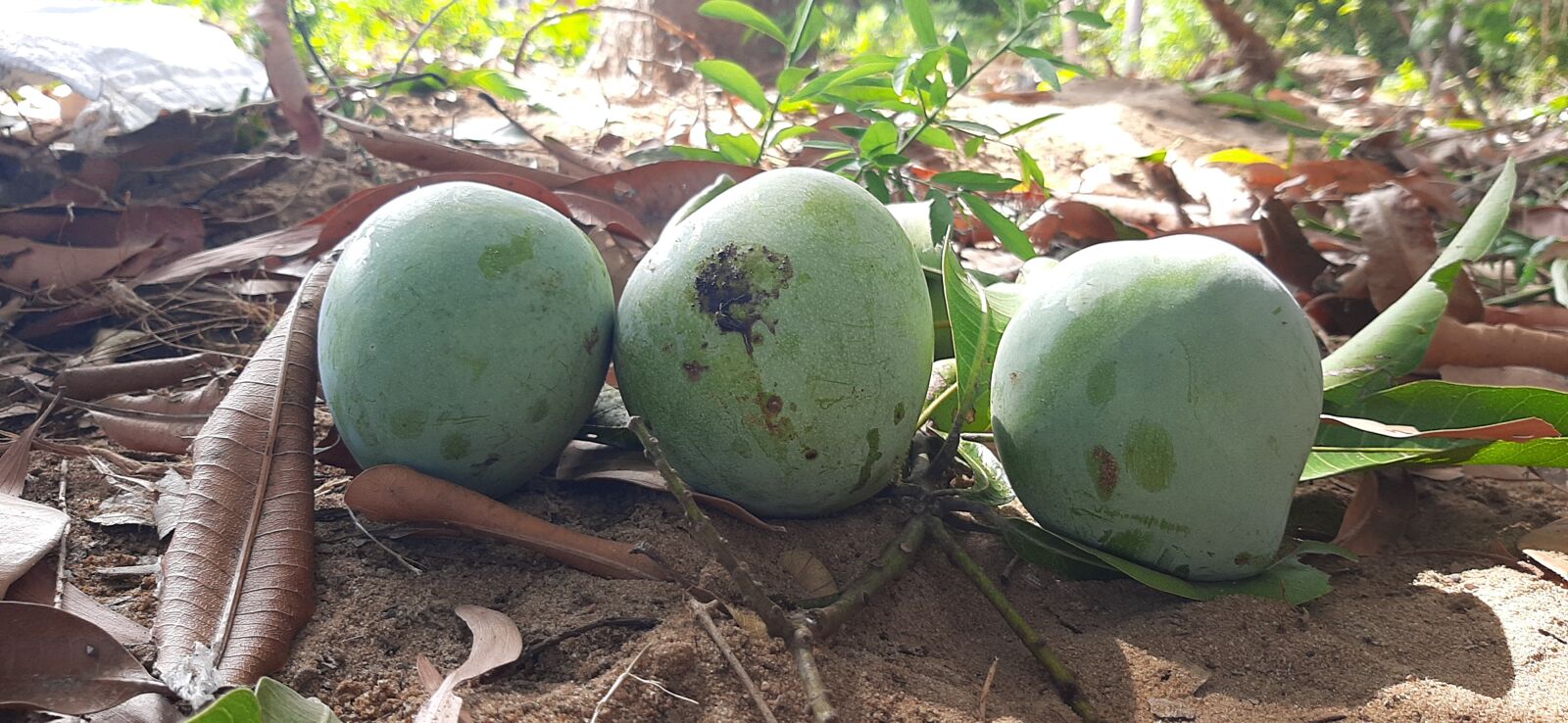 Samsung SM-A307FN sample photo. Fresh mango, mangoes, small photography