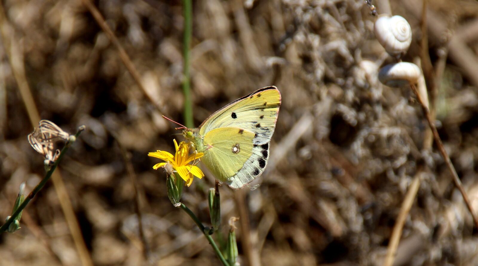 Canon EOS 700D (EOS Rebel T5i / EOS Kiss X7i) sample photo. Butterfly, yellow, flower photography