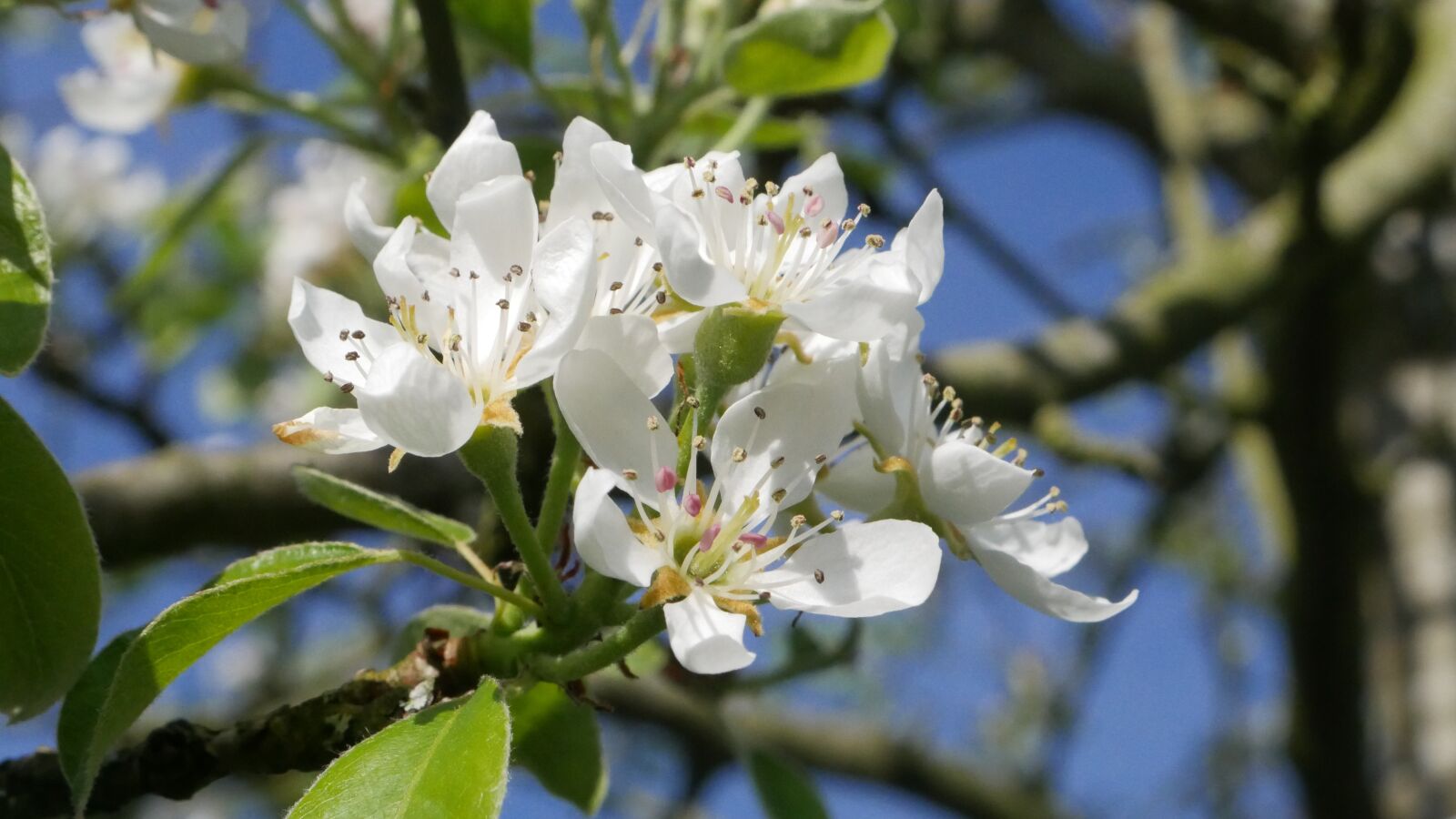 Panasonic DMC-G70 sample photo. Tree, flower, plant photography