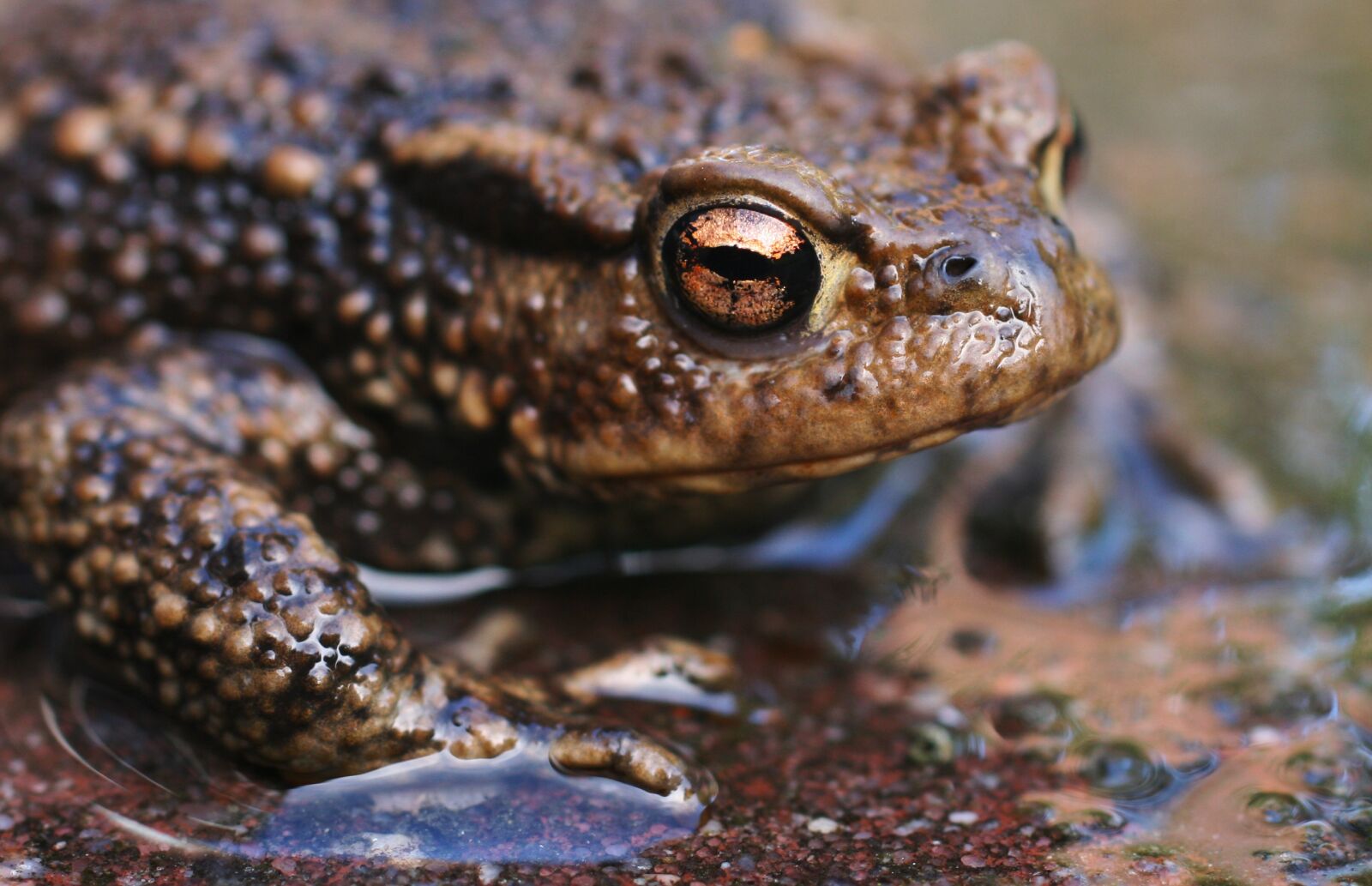 Canon EOS 400D (EOS Digital Rebel XTi / EOS Kiss Digital X) sample photo. Animal, close-up, frog photography