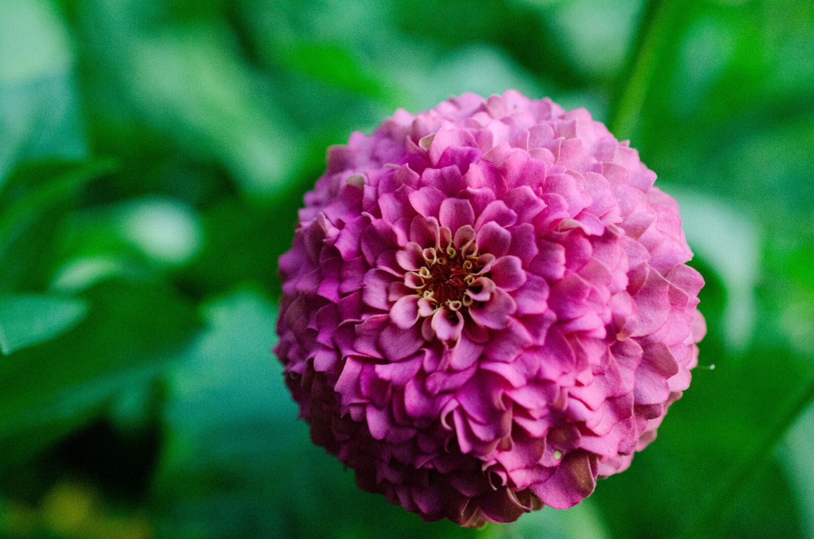 Nikon D7000 sample photo. Zinnia, plant, pink flower photography