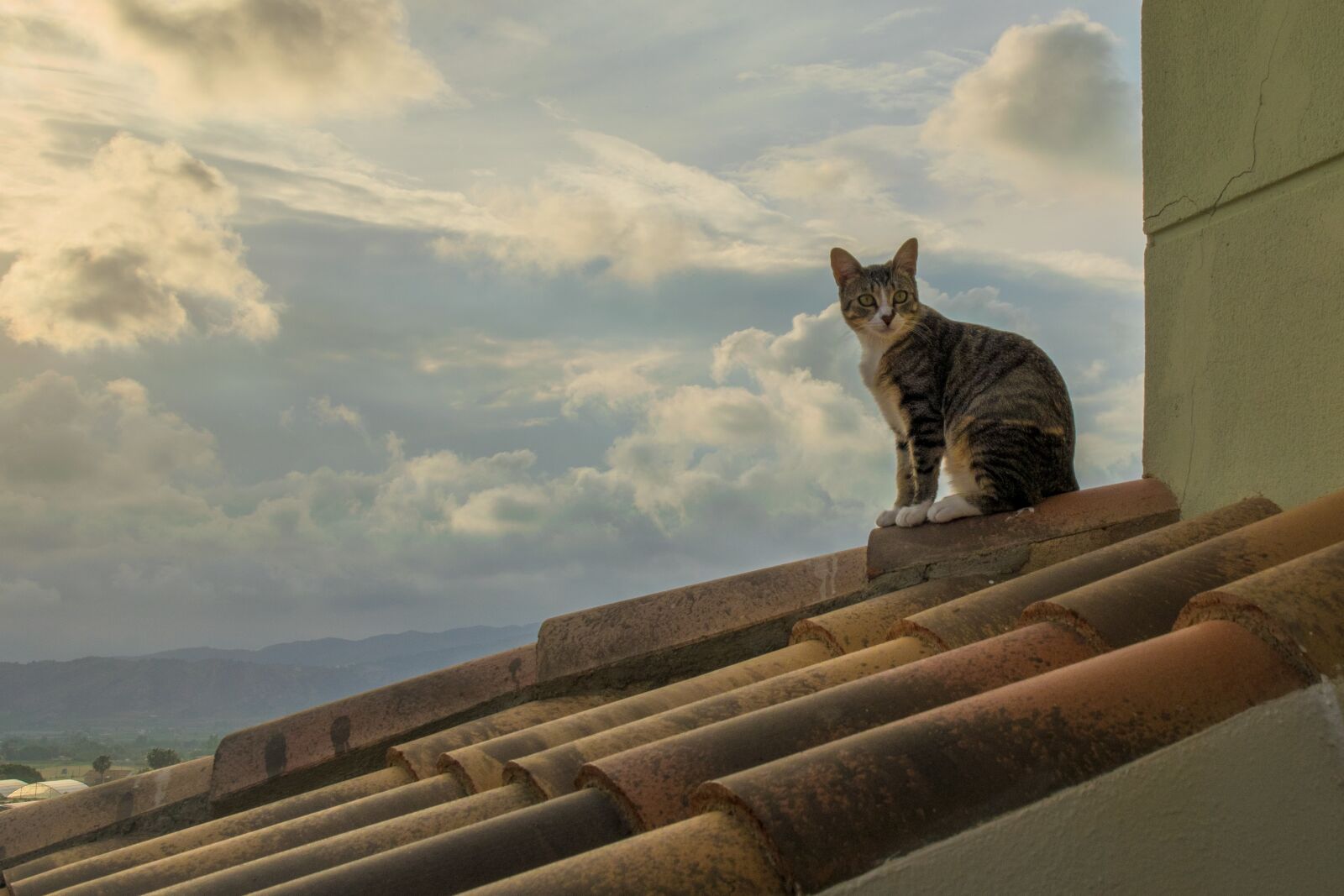 Nikon D5300 sample photo. Cat, sunset, roof photography