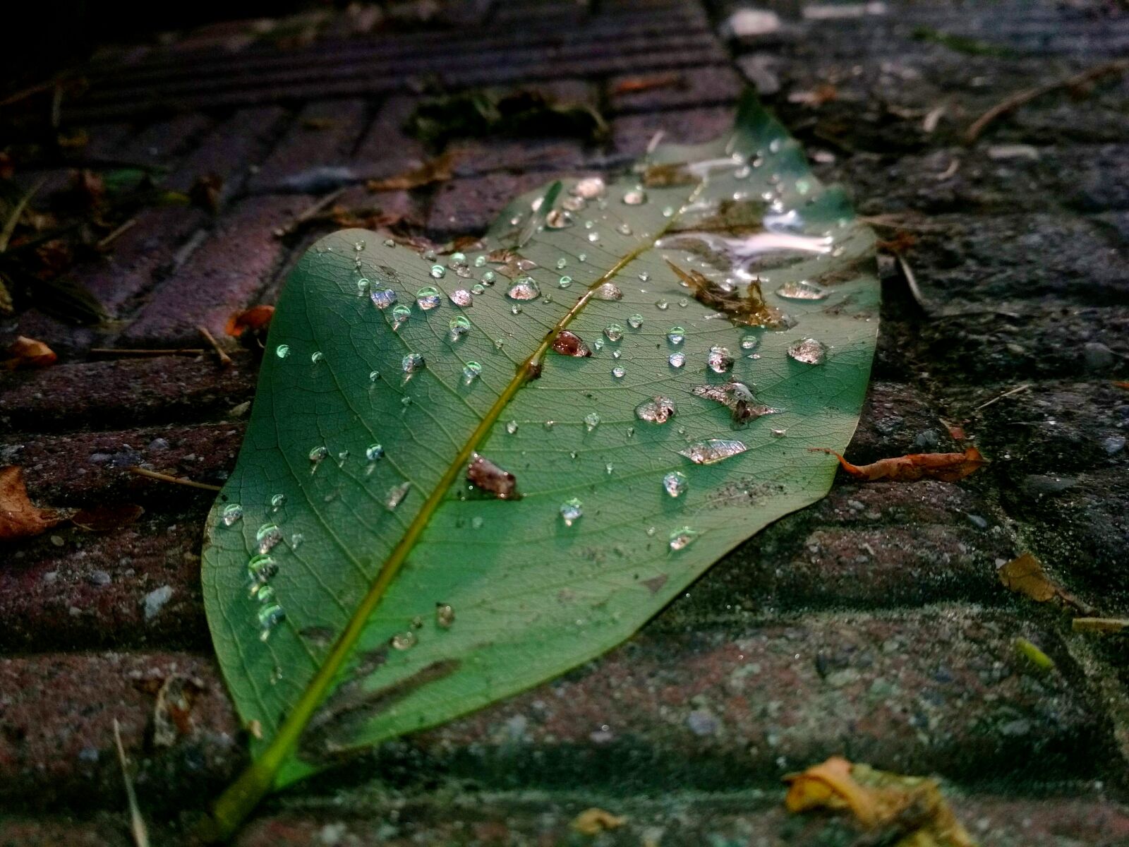 Xiaomi Redmi 4 Pro sample photo. Water, droplets, on, green photography