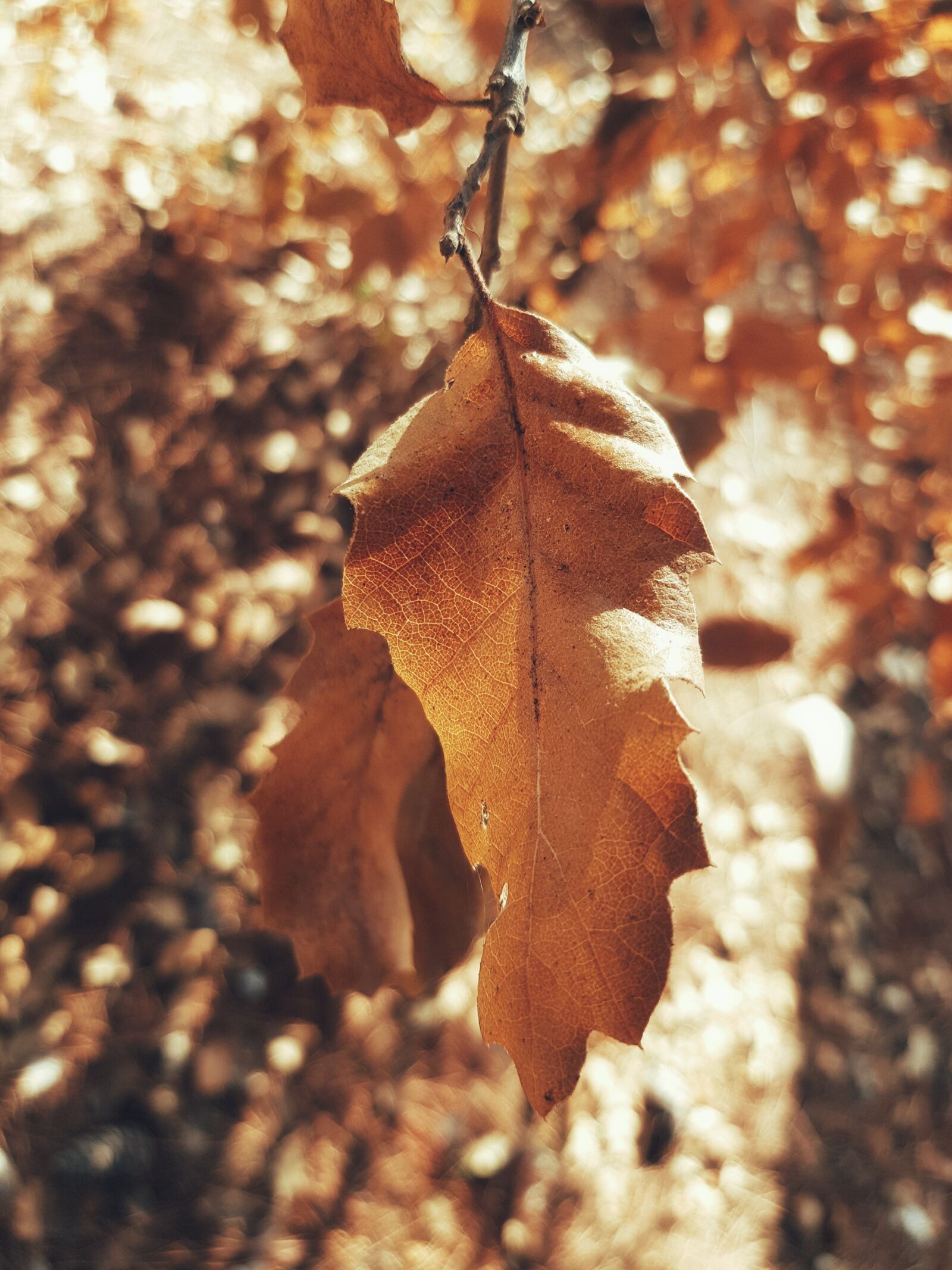Samsung Galaxy S8 sample photo. Leaf, nature, fall photography