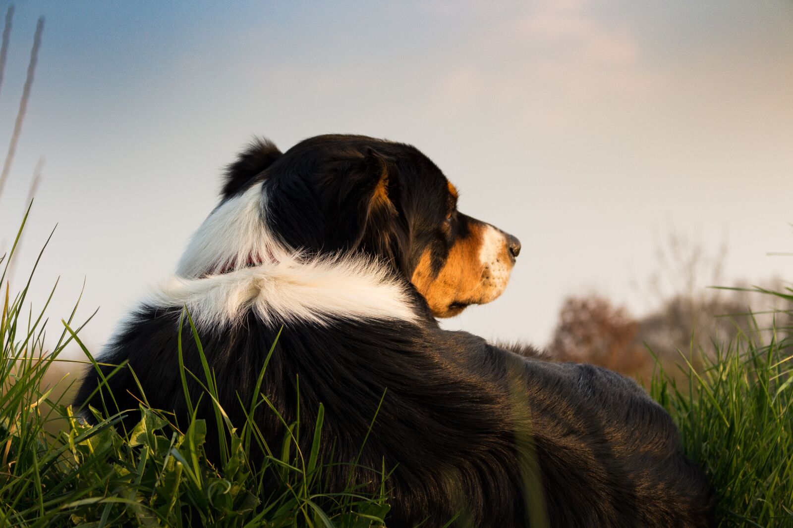 Canon EOS 700D (EOS Rebel T5i / EOS Kiss X7i) sample photo. Dog, concerns, rest photography