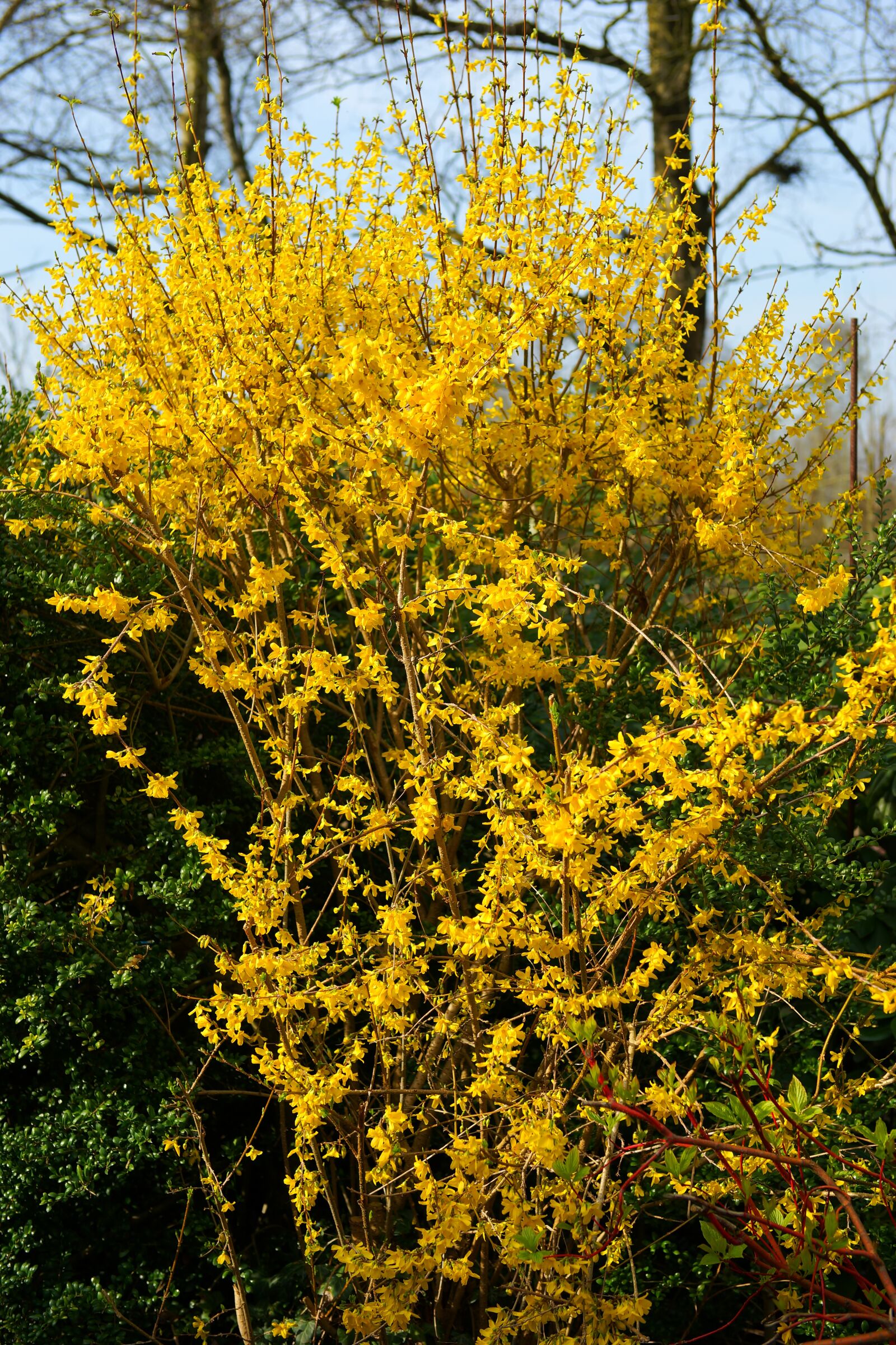 Sony a99 II sample photo. Flowers, yellow, yellow flowers photography