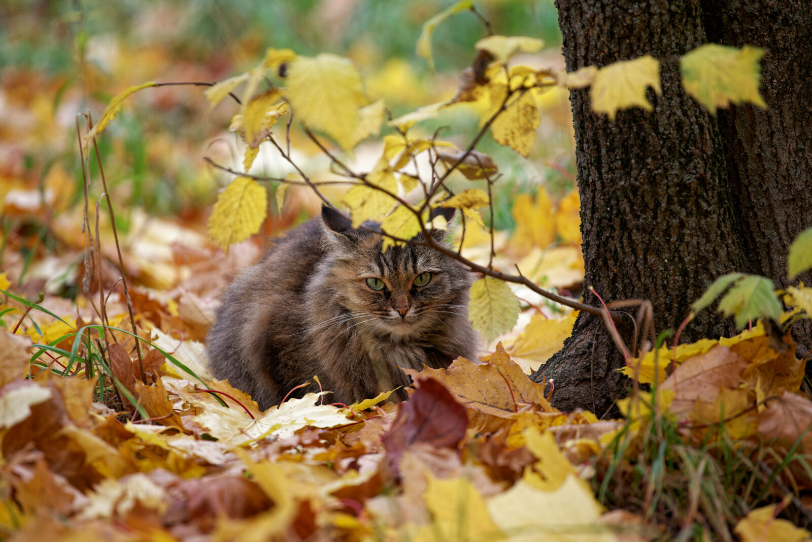 Canon EOS 5D Mark II sample photo