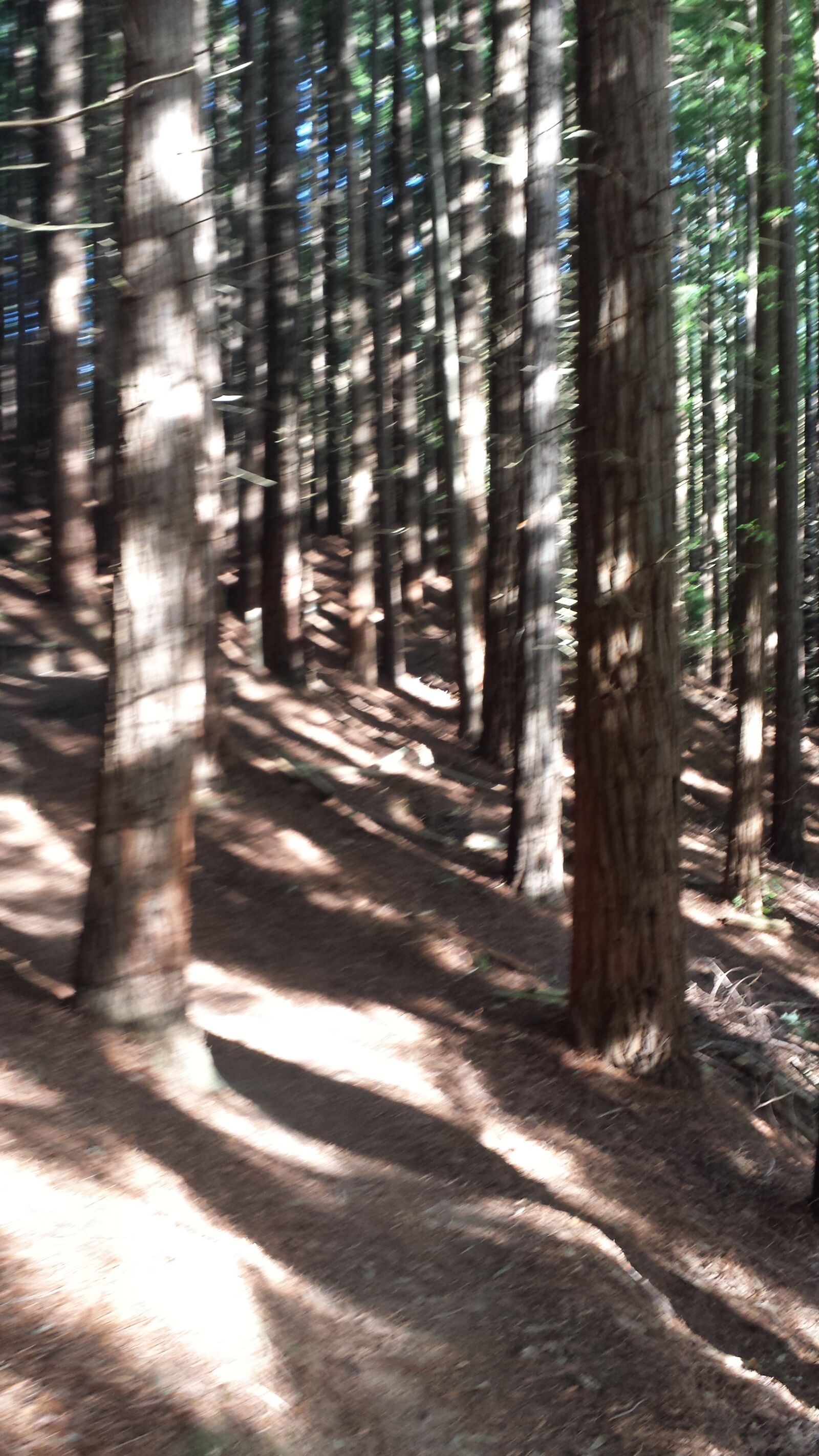 Samsung Galaxy S4 sample photo. Secuoya, monte, corona photography